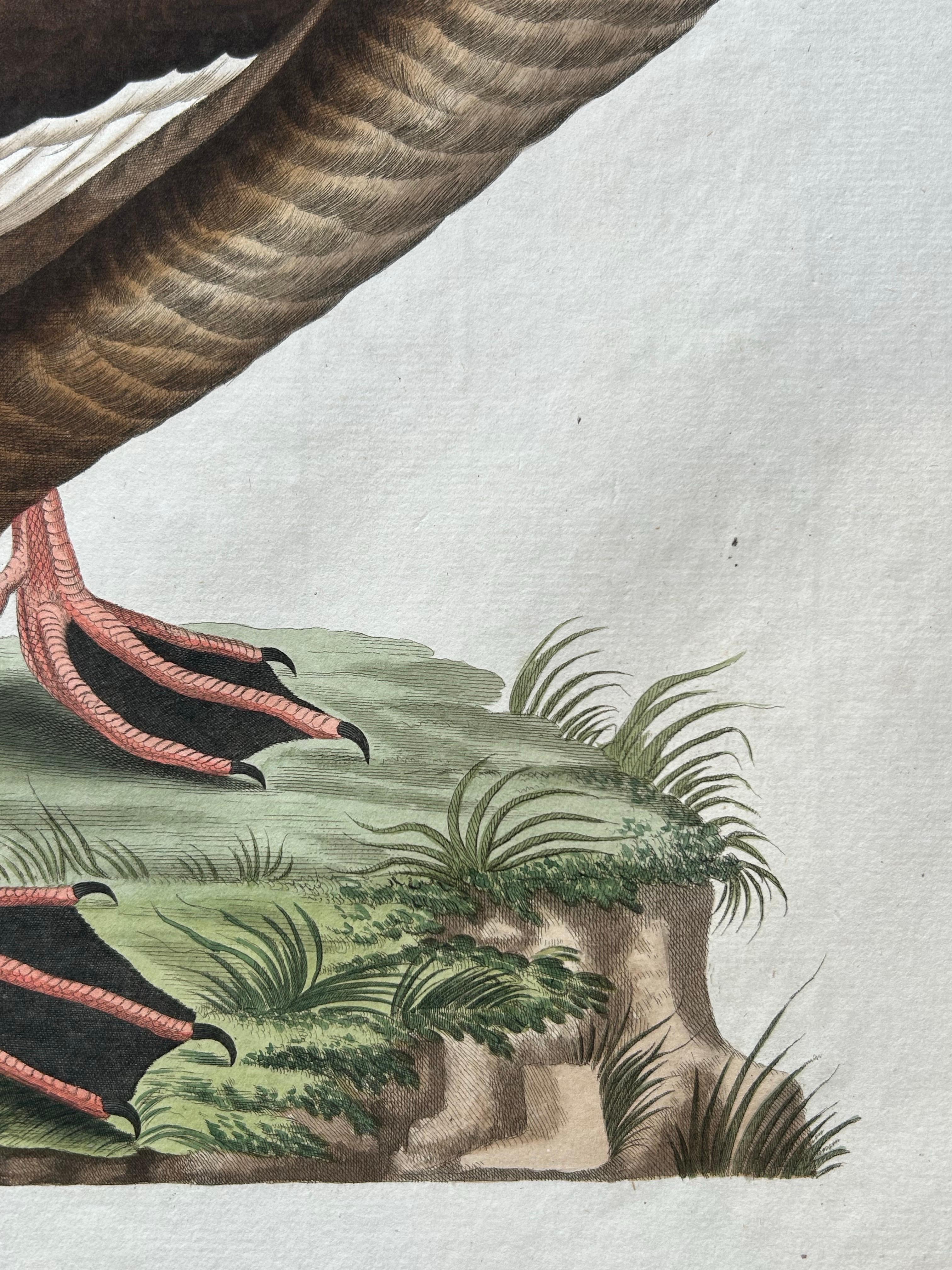 Antique Bird Print – Velvet Scoter Anas Fusca by Nozeman & Sepp, 1770 For Sale 3