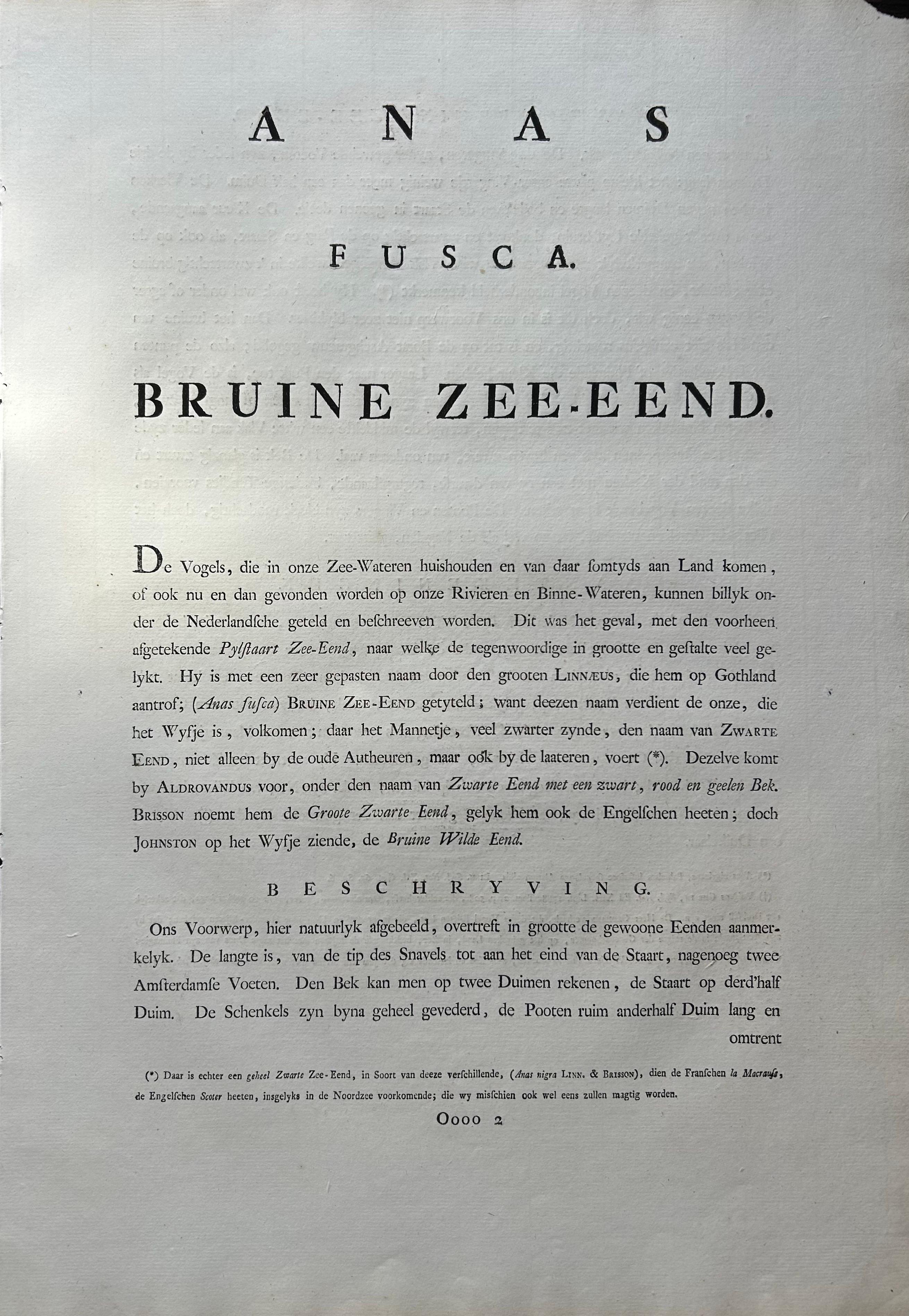 Antique Bird Print – Velvet Scoter Anas Fusca by Nozeman & Sepp, 1770 For Sale 4