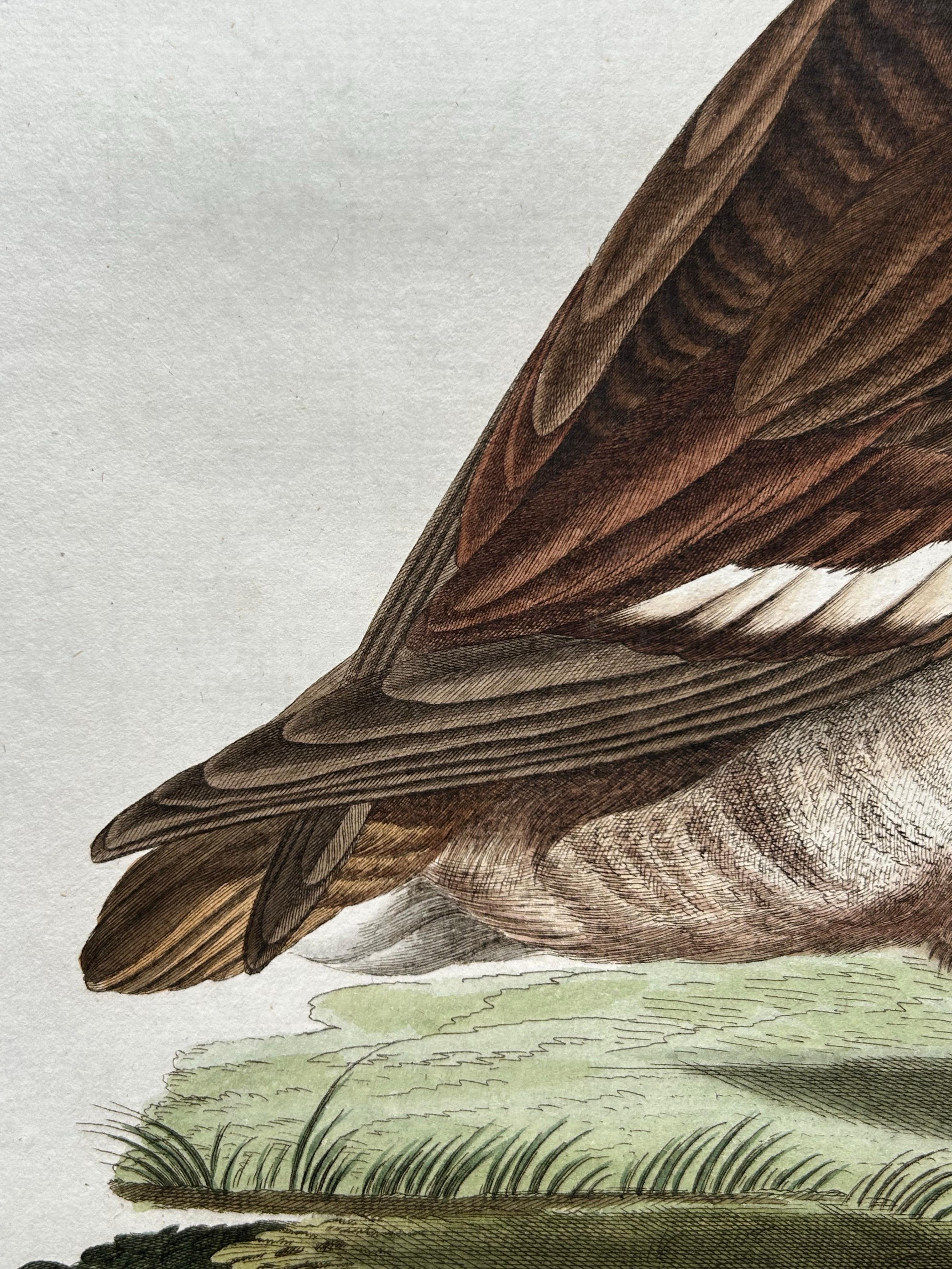 Antiker antiker Vogeldruck des getufteten Entenvogels von Sepp & Nozeman, 1797 (Papier) im Angebot