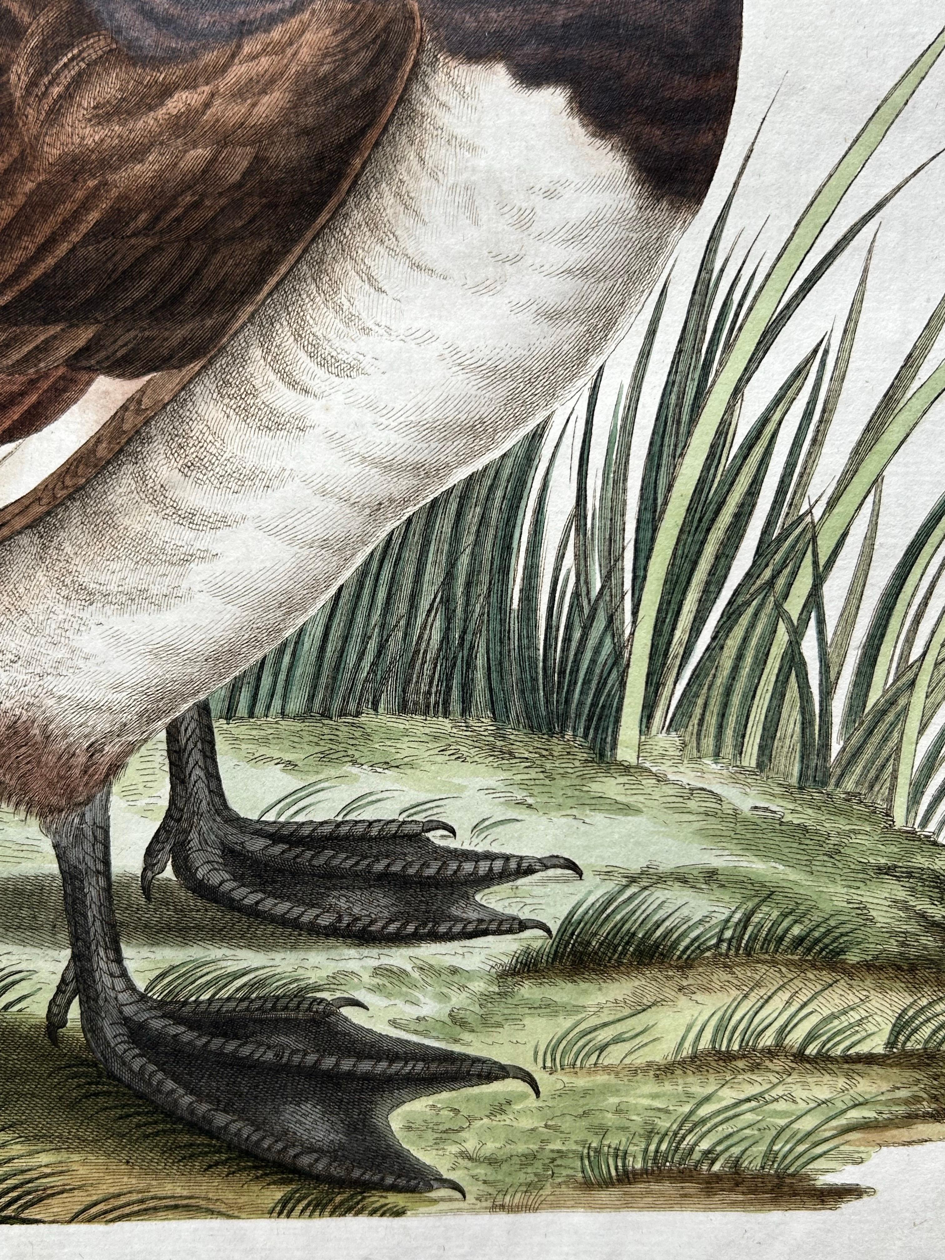 Antiker antiker Vogeldruck des getufteten Entenvogels von Sepp & Nozeman, 1797 im Angebot 1