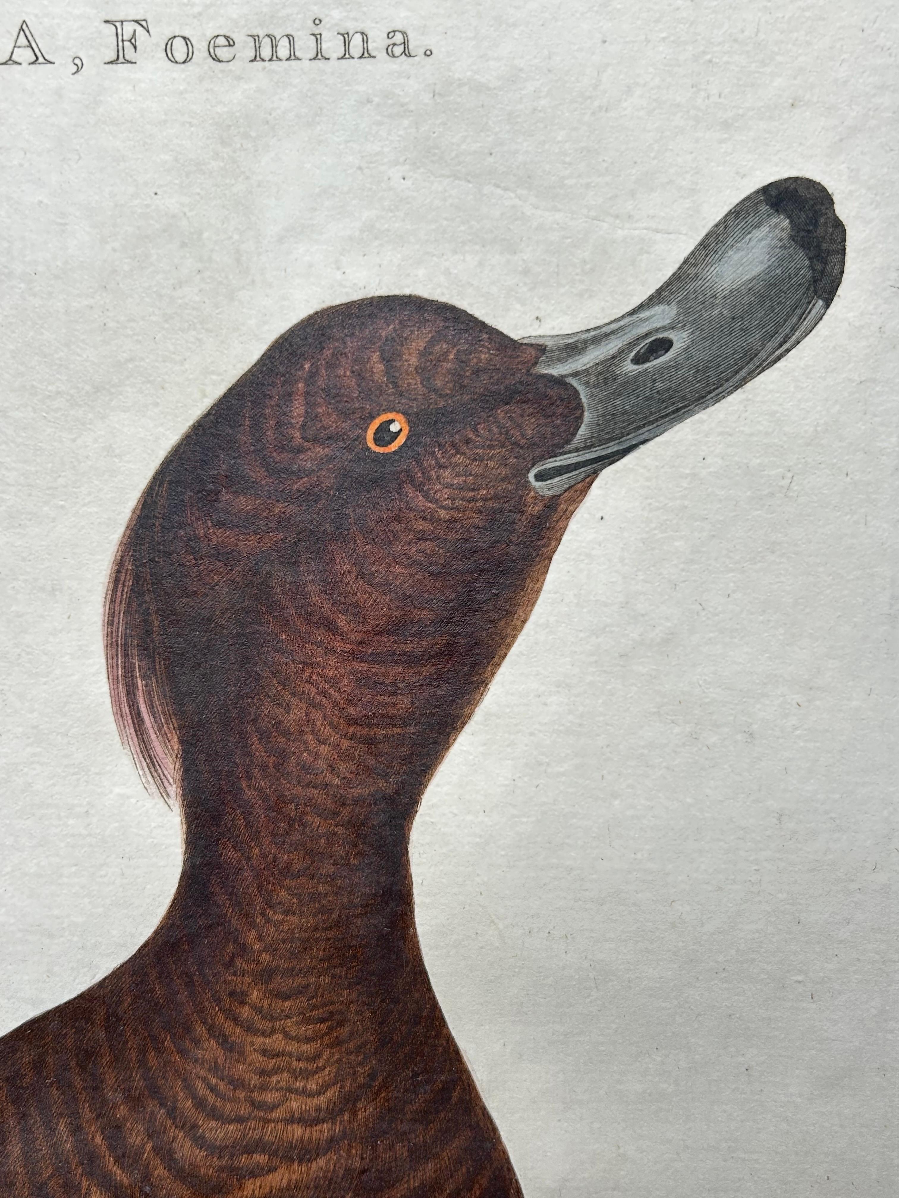 Antiker antiker Vogeldruck des getufteten Entenvogels von Sepp & Nozeman, 1797 im Angebot 3