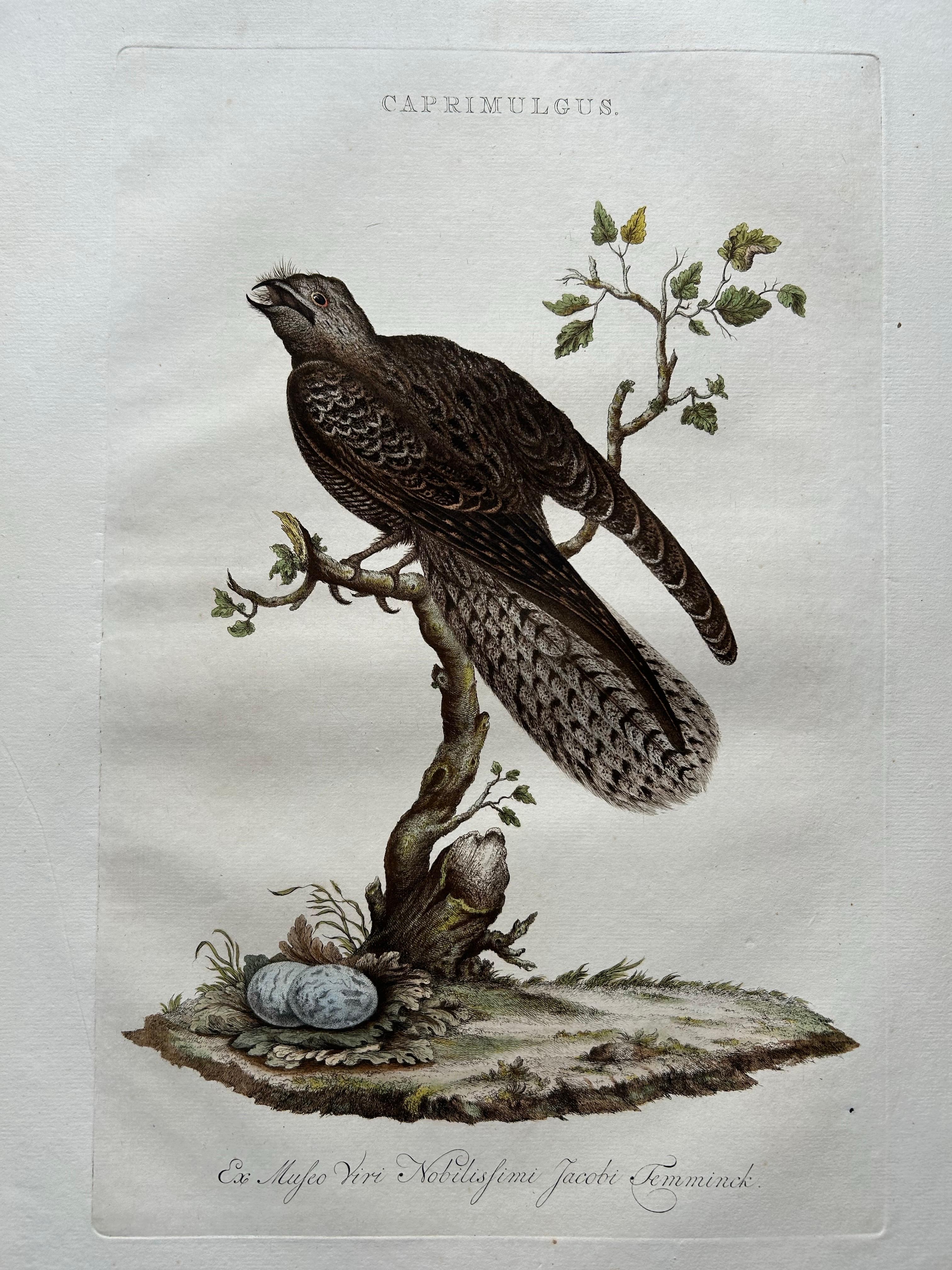 18th Century Antique Bird Print – Common Nightjar Caprimulgus by Nozeman & Sepp, 1770 For Sale