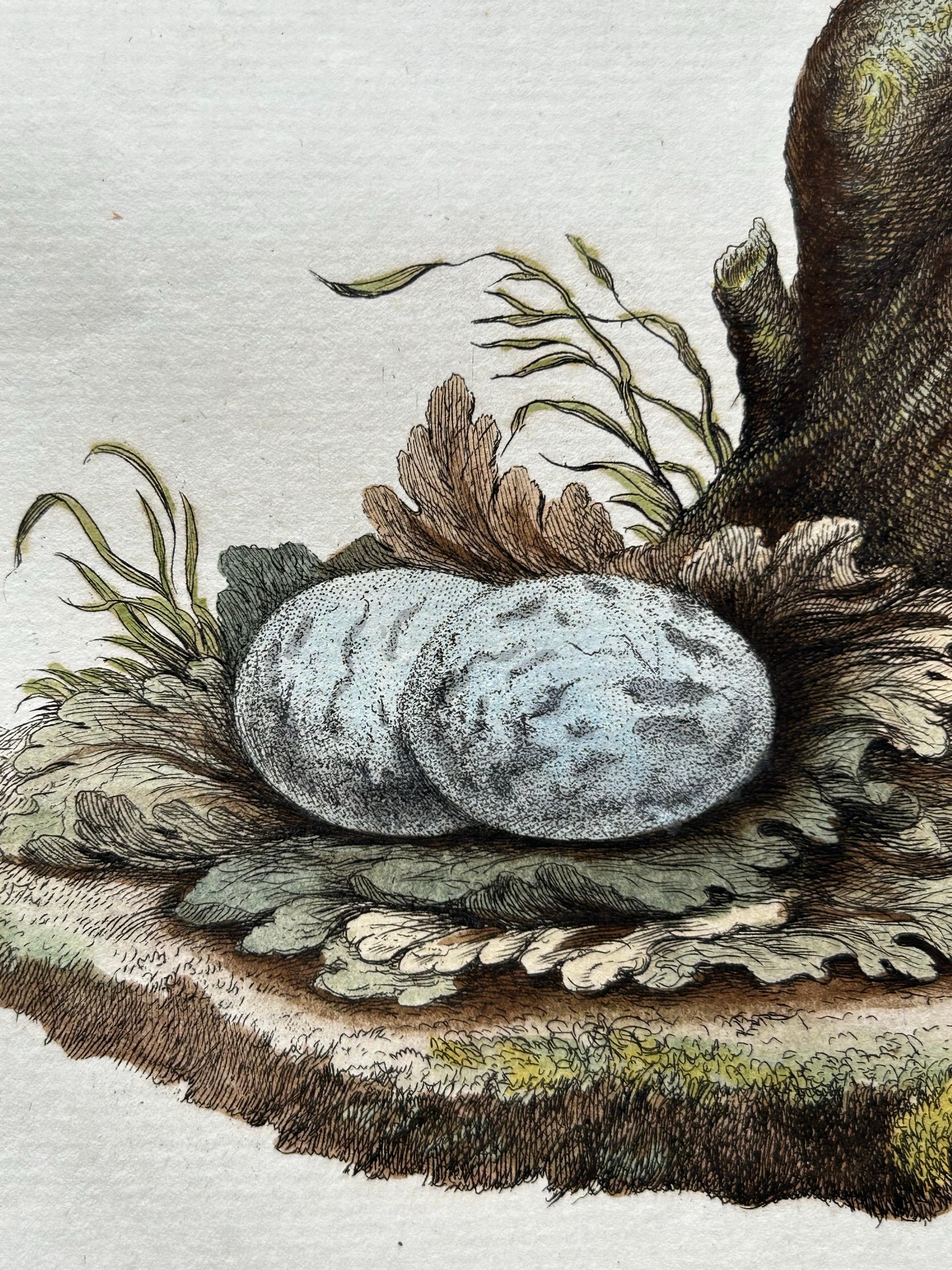 Antique Bird Print – Common Nightjar Caprimulgus by Nozeman & Sepp, 1770 For Sale 4
