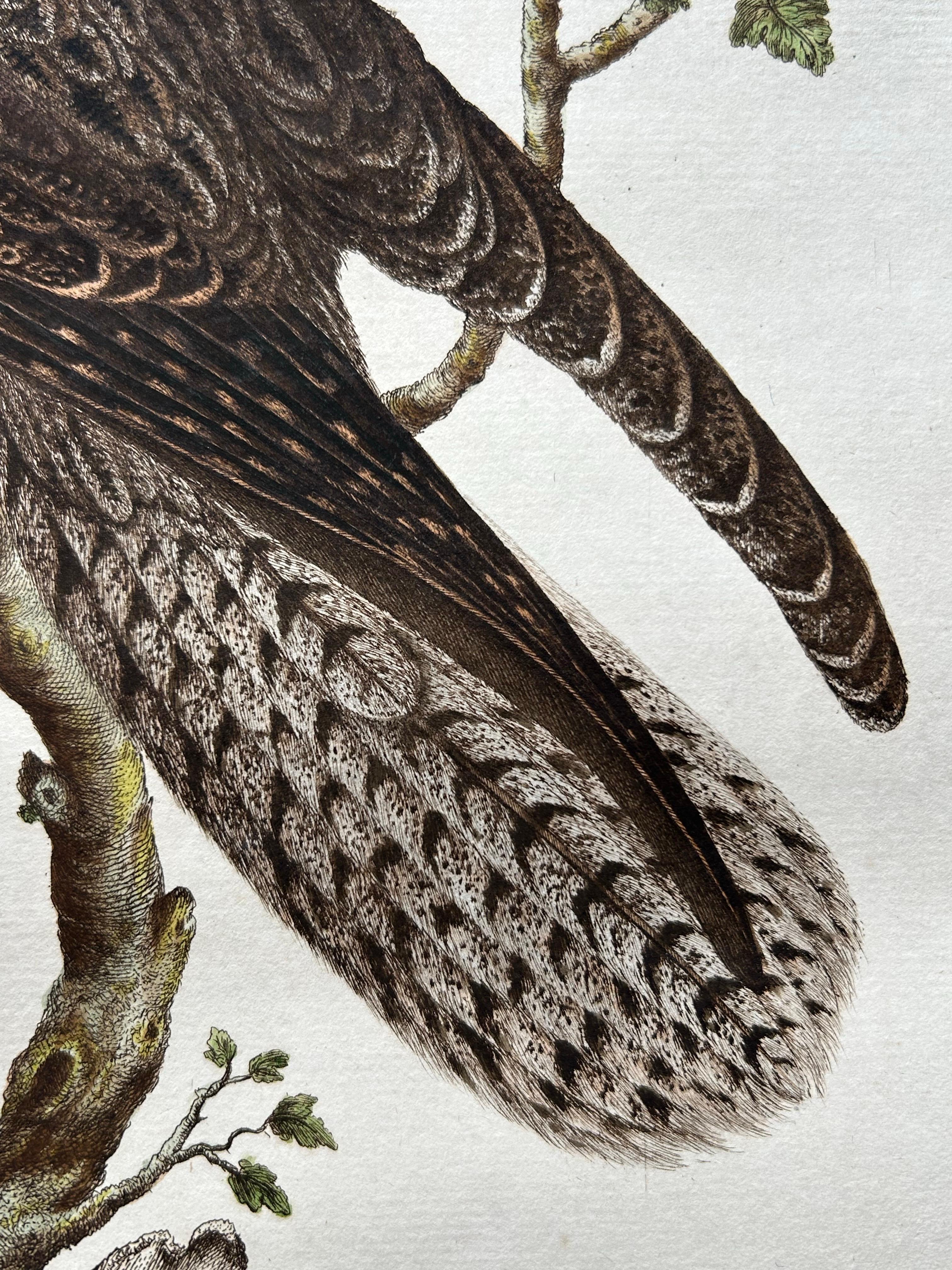 Antique Bird Print – Common Nightjar Caprimulgus by Nozeman & Sepp, 1770 For Sale 1