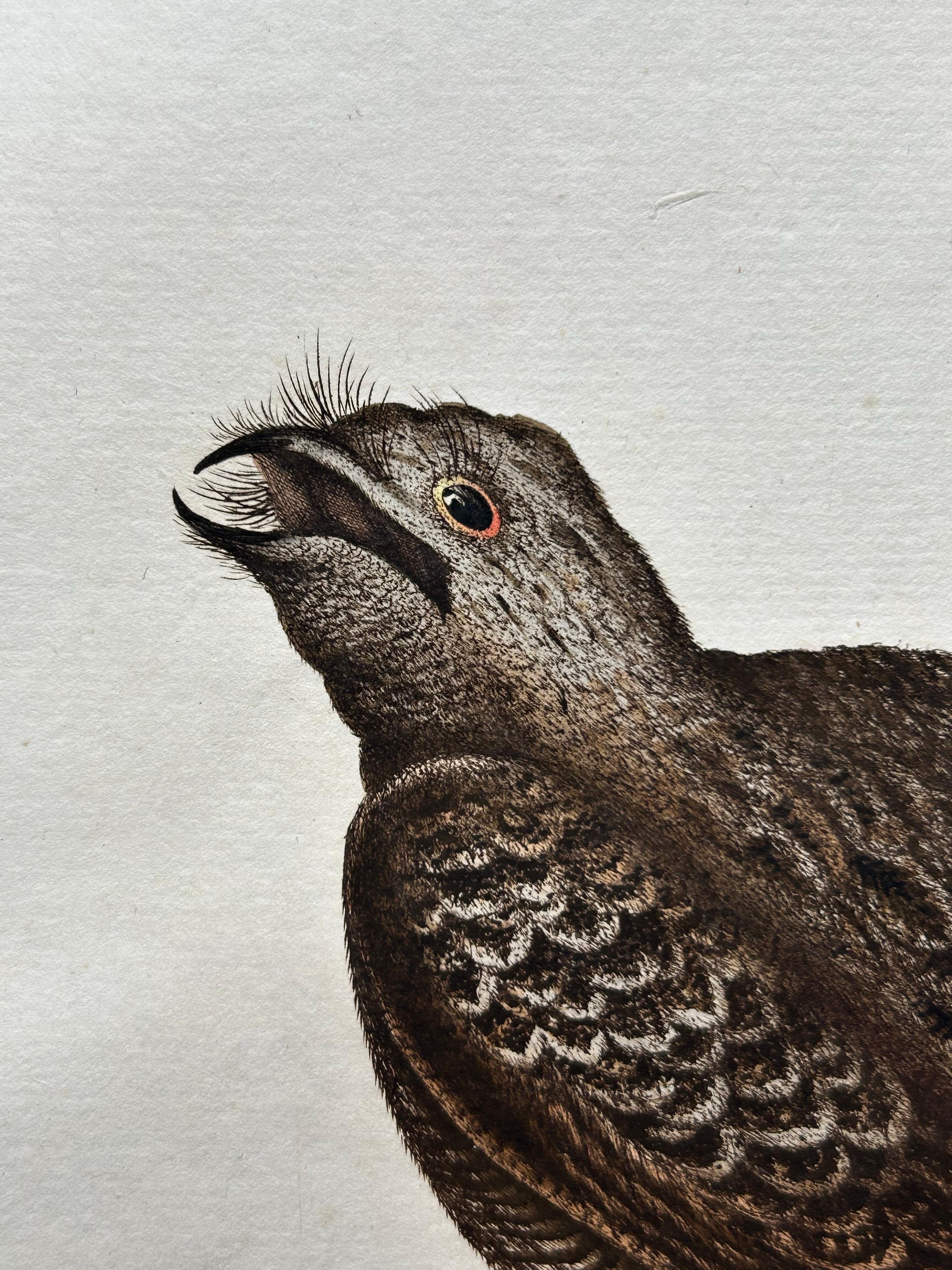 Antique Bird Print – Common Nightjar Caprimulgus by Nozeman & Sepp, 1770 For Sale 3