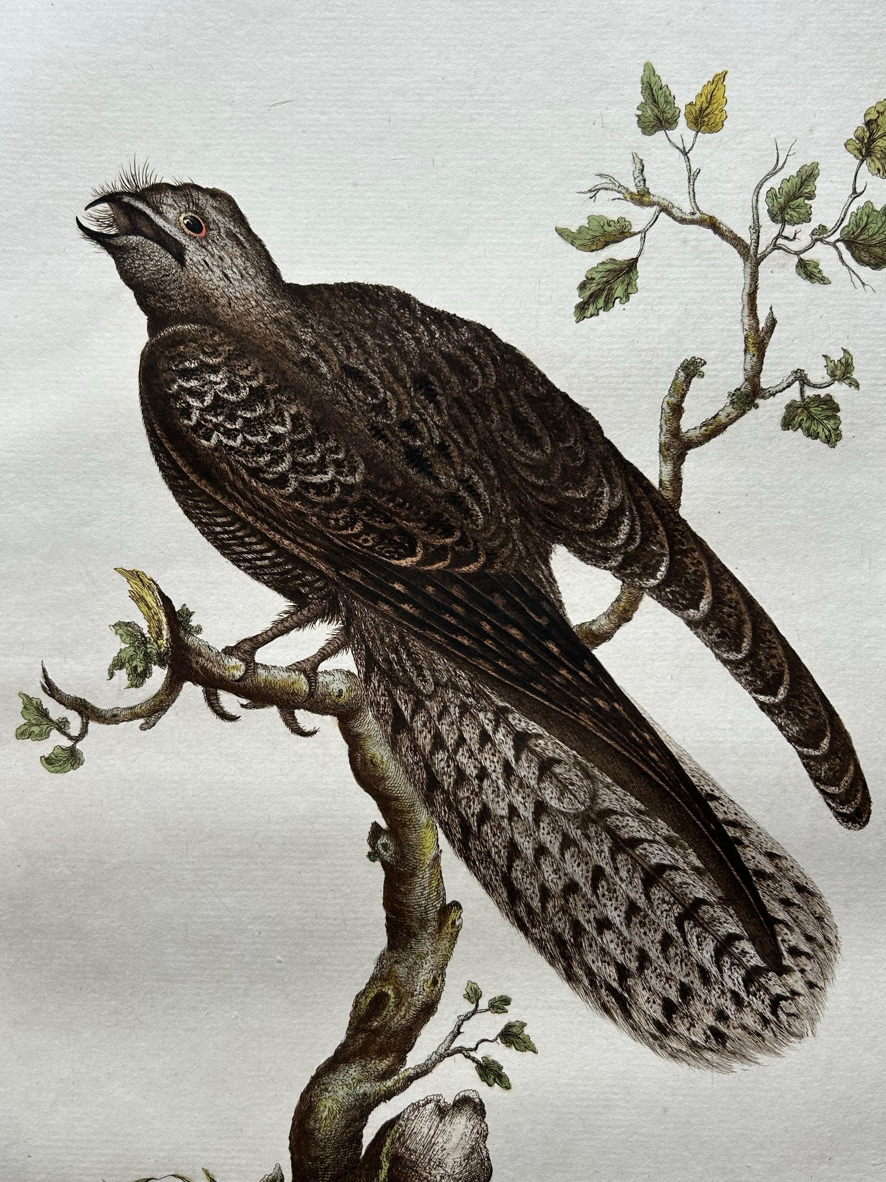 Paper Antique Bird Print – Common Nightjar Caprimulgus by Nozeman & Sepp, 1770 For Sale