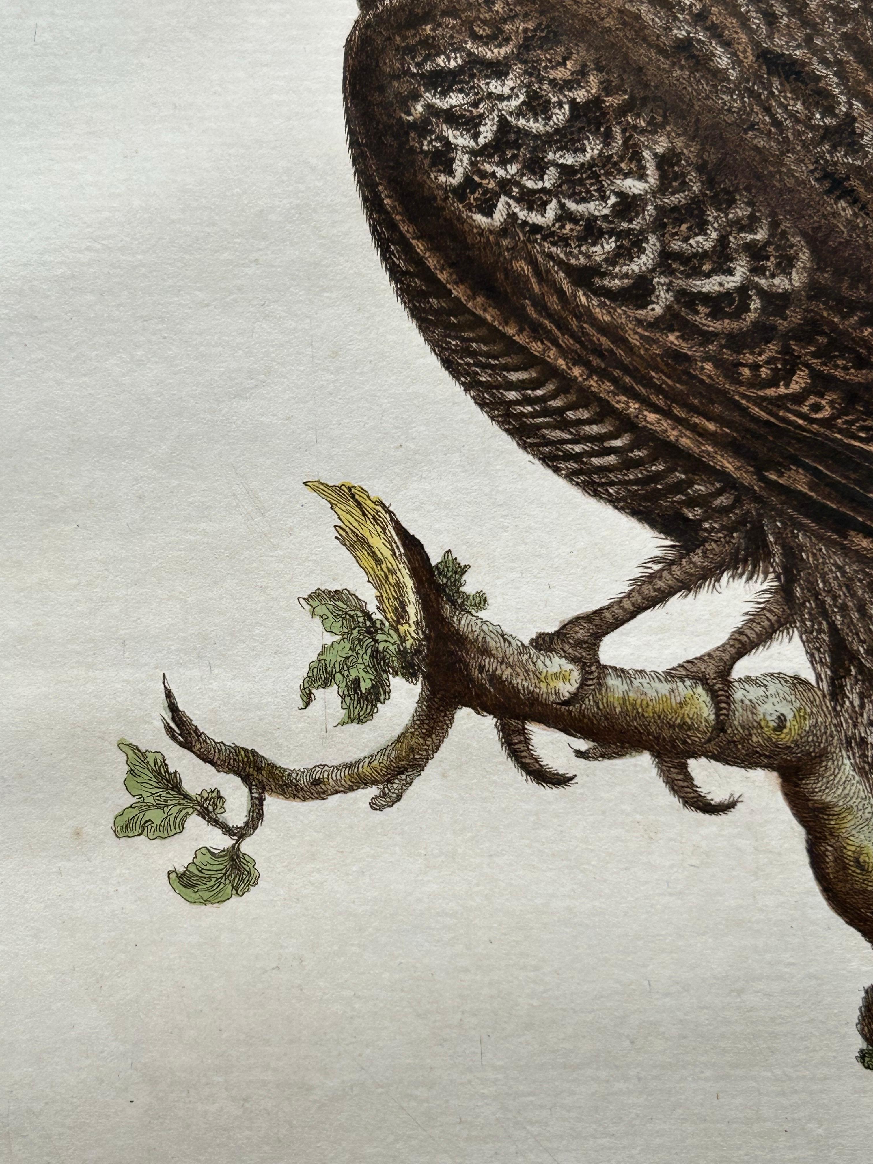 Antique Bird Print – Common Nightjar Caprimulgus by Nozeman & Sepp, 1770 For Sale 5