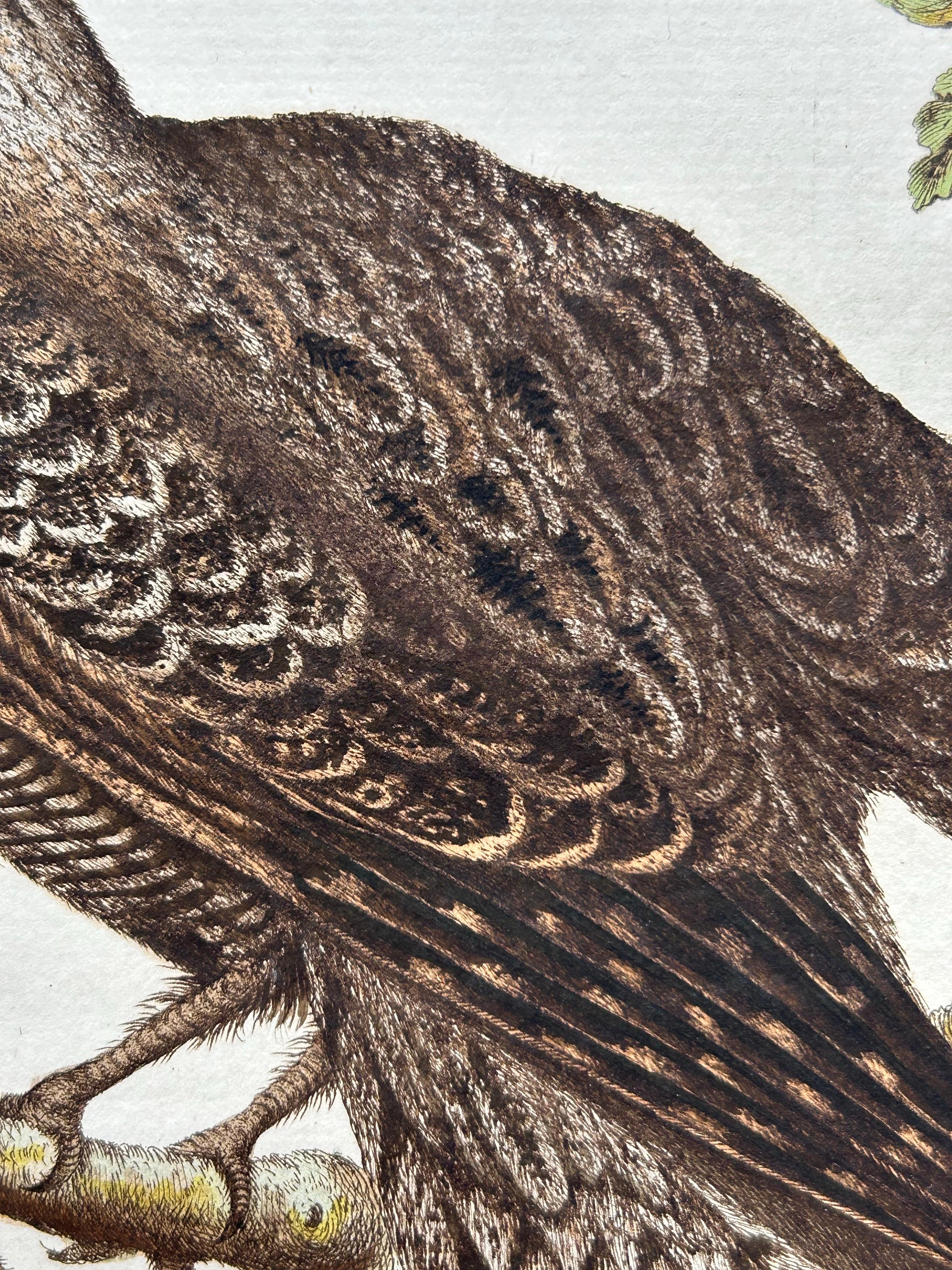 Antique Bird Print – Common Nightjar Caprimulgus by Nozeman & Sepp, 1770 For Sale 6