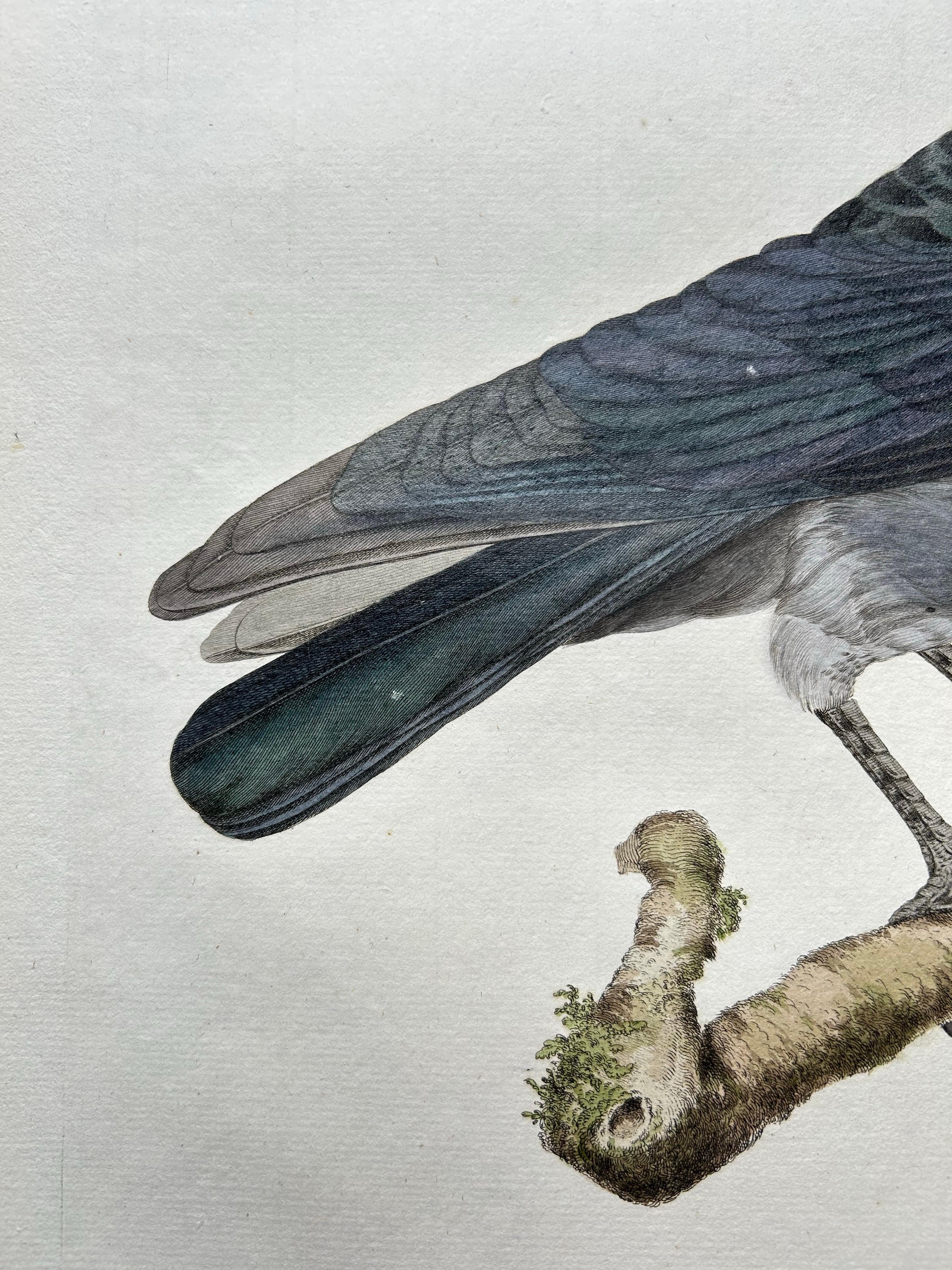 Européen Impression d'oiseaux de l'Ouest Jackdaw par Sepp & Nozeman, 1797 en vente