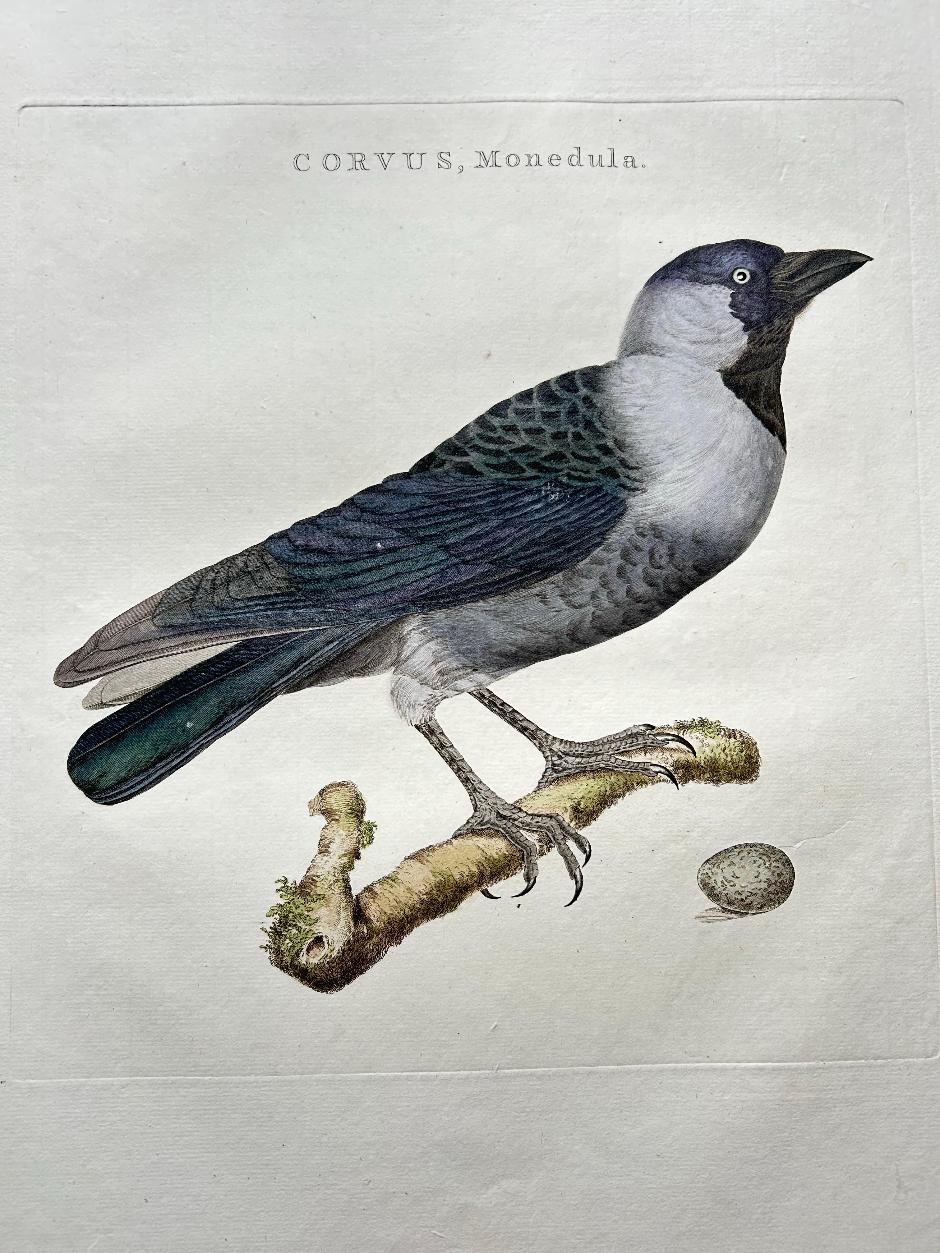 Gravure ancienne intitulée 'Corvus, Monedula'. 

Cette estampe représente le choucas des tours (Kauw en néerlandais). Le choucas des tours (Coloeus monedula), également connu sous le nom de choucas eurasien, choucas européen ou simplement choucas,