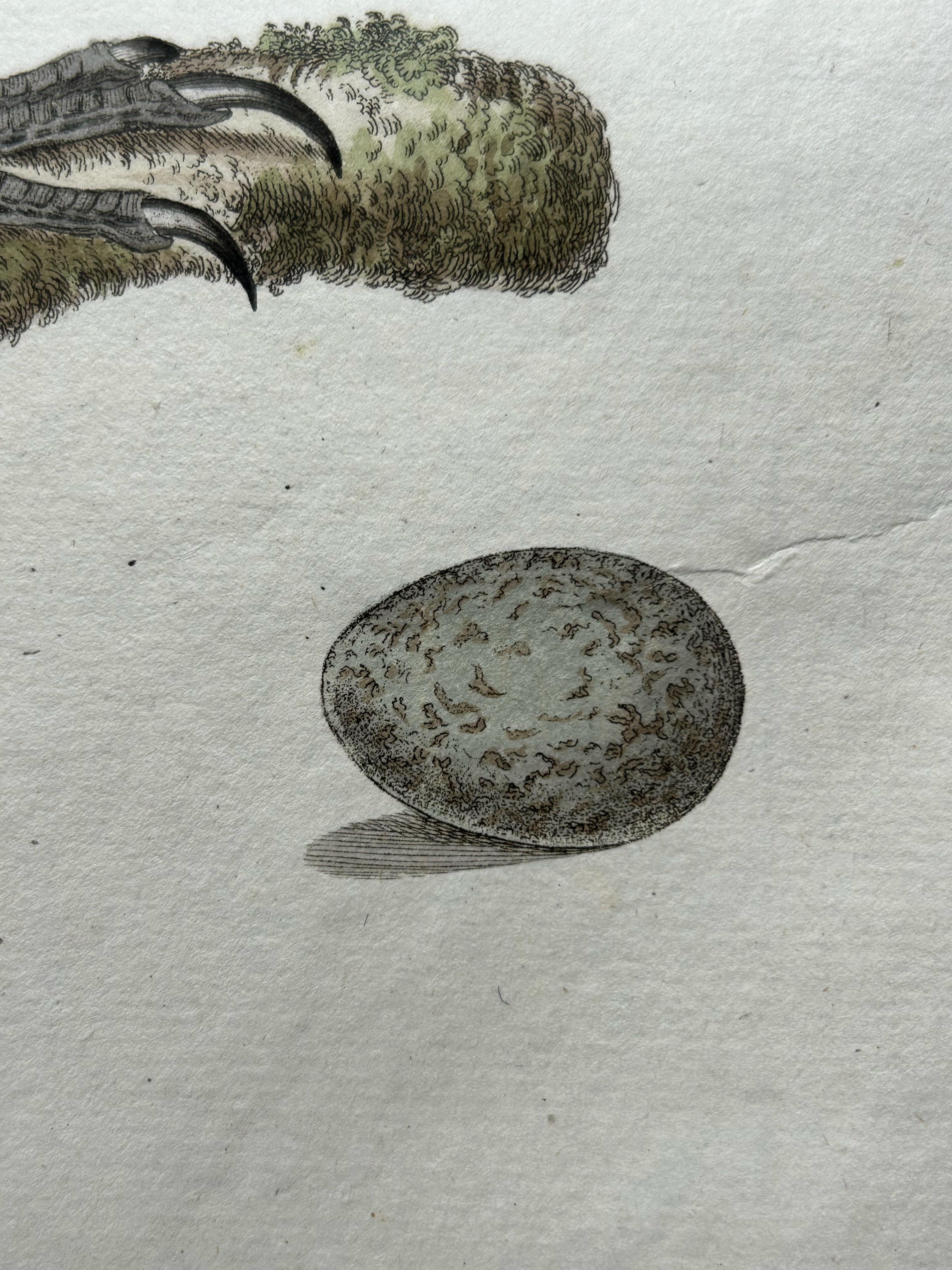 Impression d'oiseaux de l'Ouest Jackdaw par Sepp & Nozeman, 1797 en vente 2