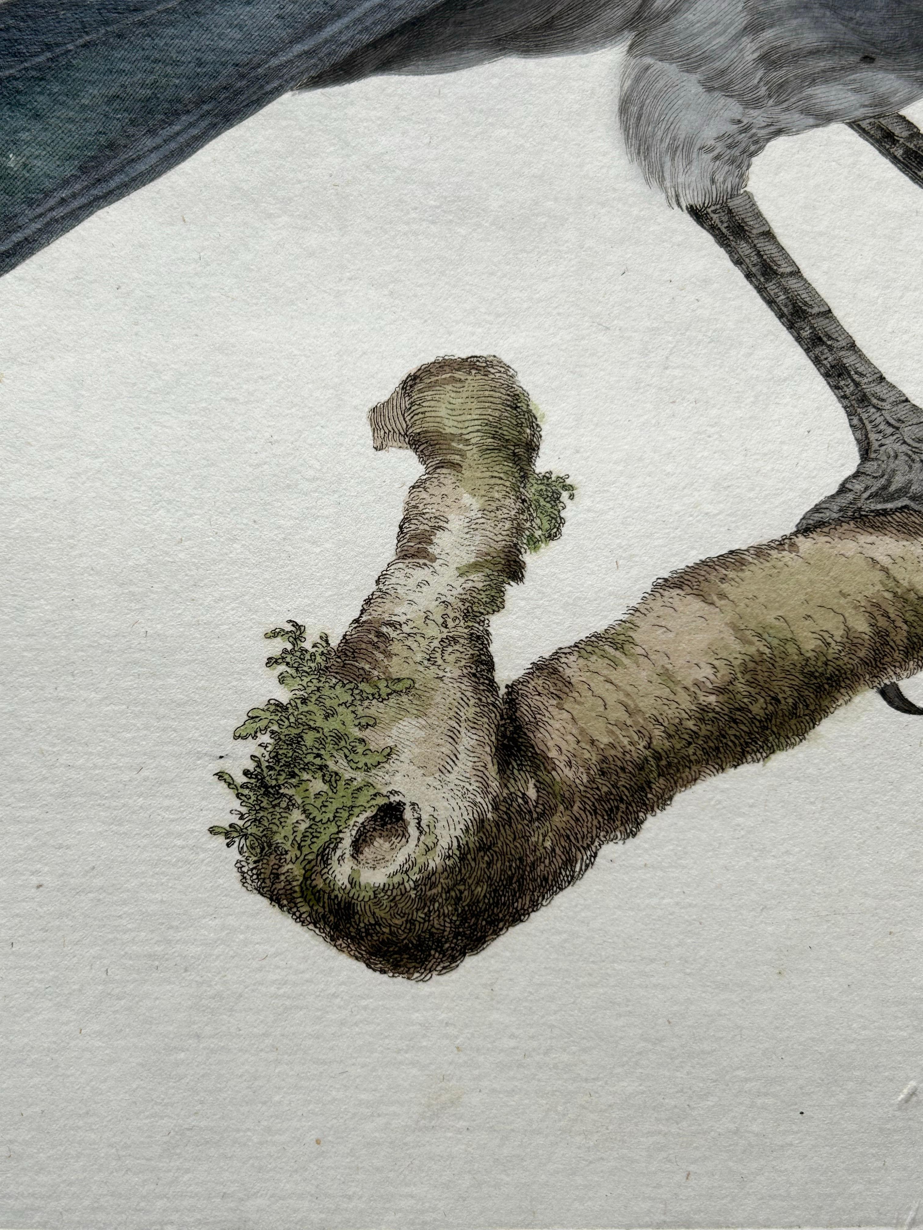 XVIIIe siècle et antérieur Impression d'oiseaux de l'Ouest Jackdaw par Sepp & Nozeman, 1797 en vente