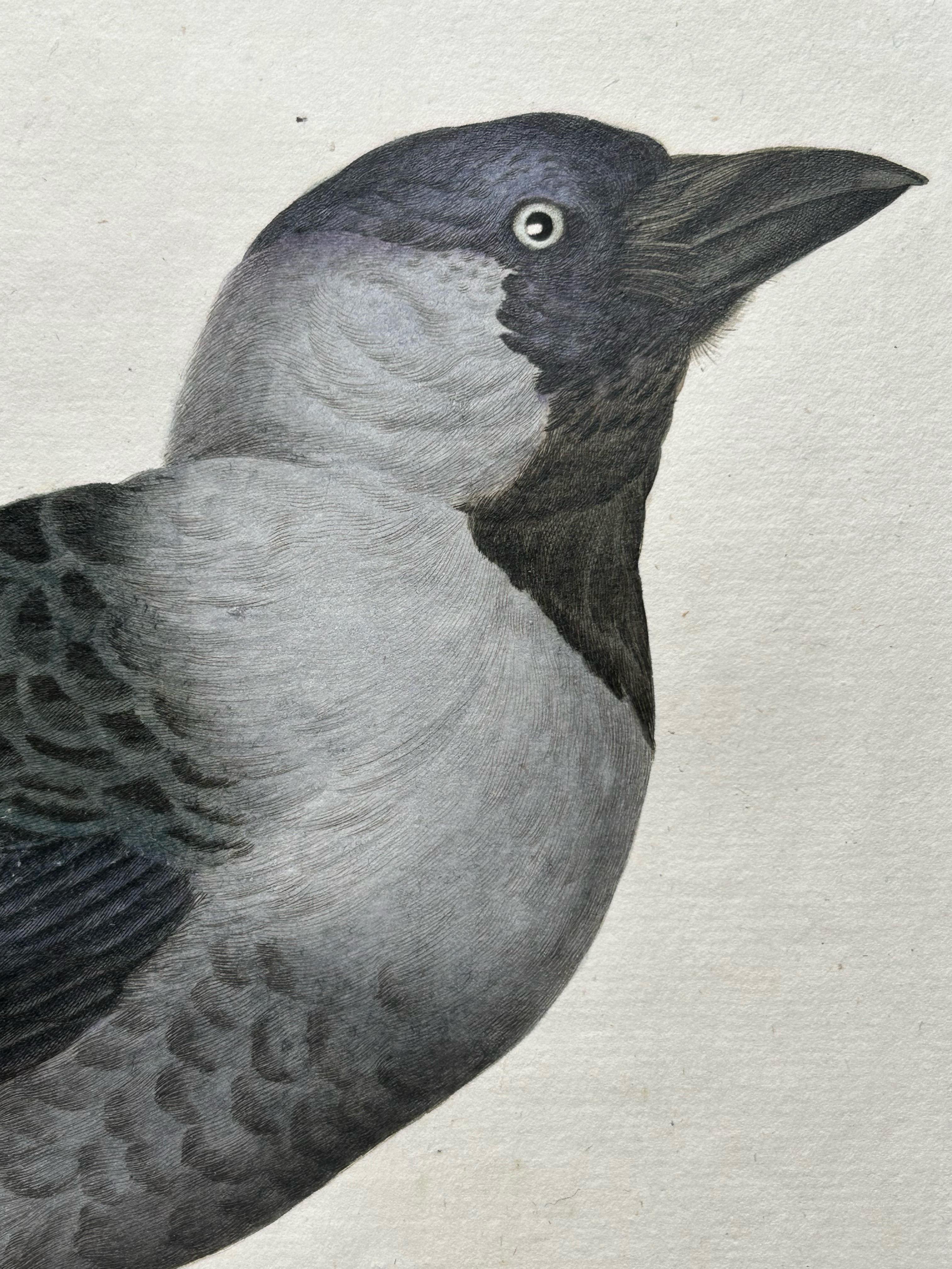 Impression d'oiseaux de l'Ouest Jackdaw par Sepp & Nozeman, 1797 en vente 1