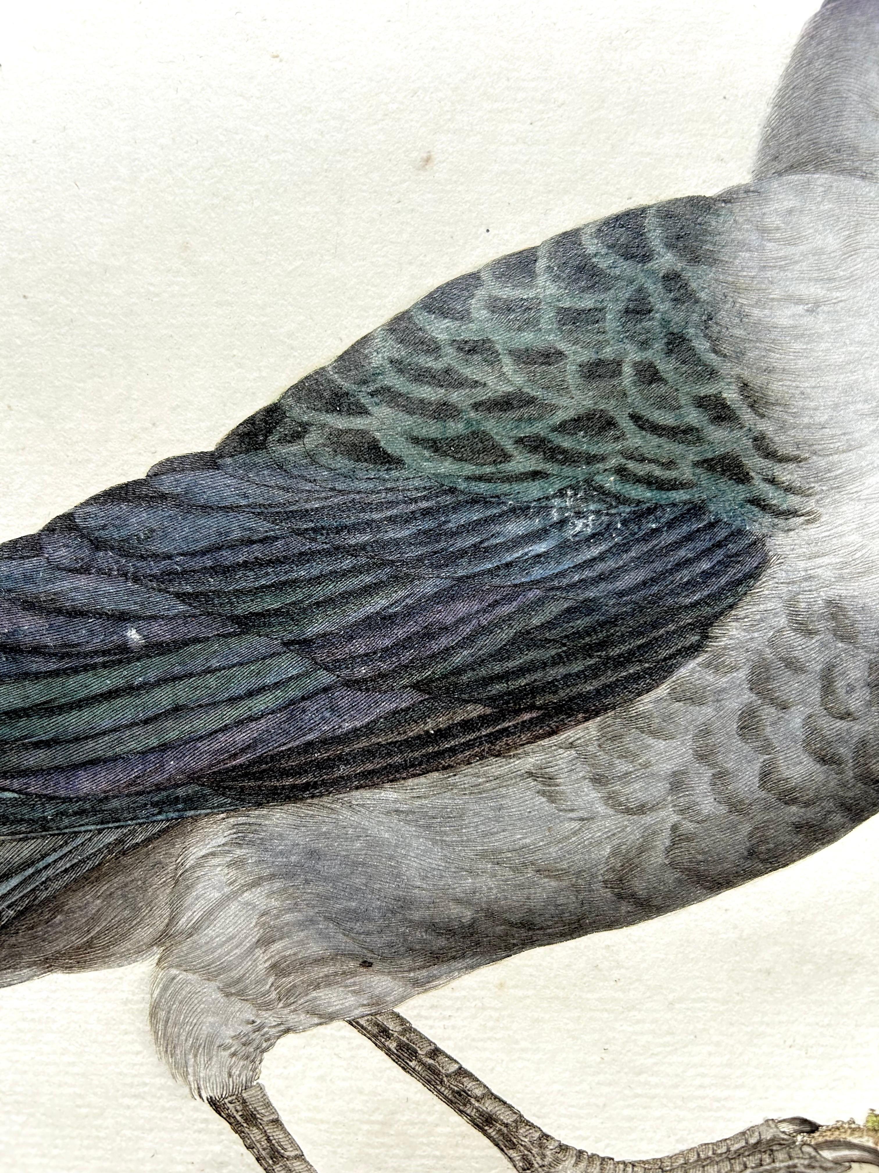 Impression d'oiseaux de l'Ouest Jackdaw par Sepp & Nozeman, 1797 Bon état - En vente à Langweer, NL