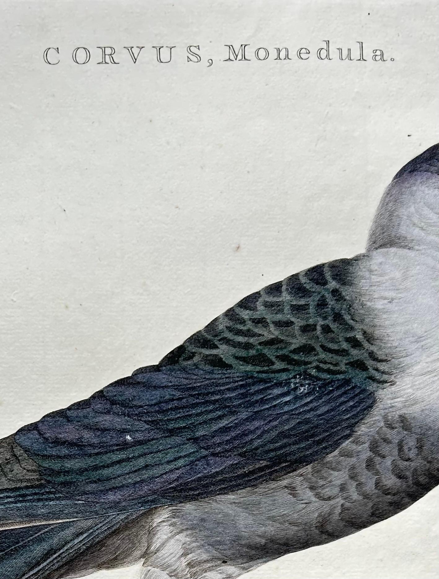Impression d'oiseaux de l'Ouest Jackdaw par Sepp & Nozeman, 1797 en vente 3
