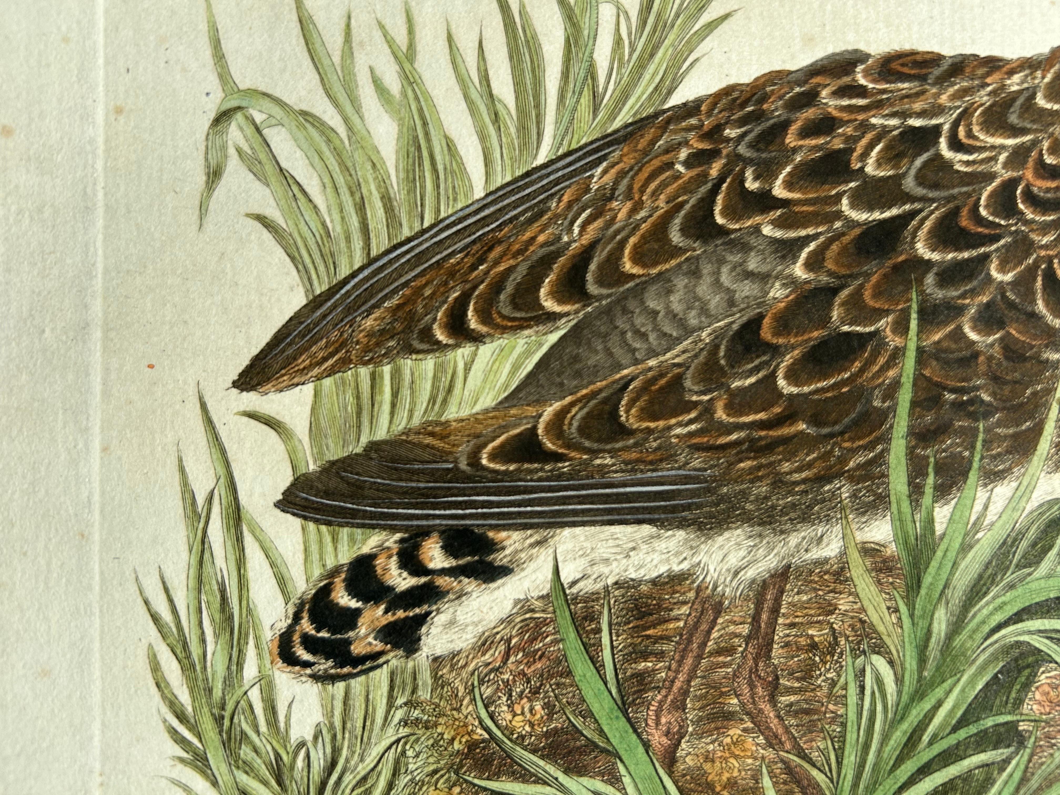 Ruff Bird Print with Nest – Tringa Pugnax by Nozeman and Sepp, 1770 In Good Condition For Sale In Langweer, NL