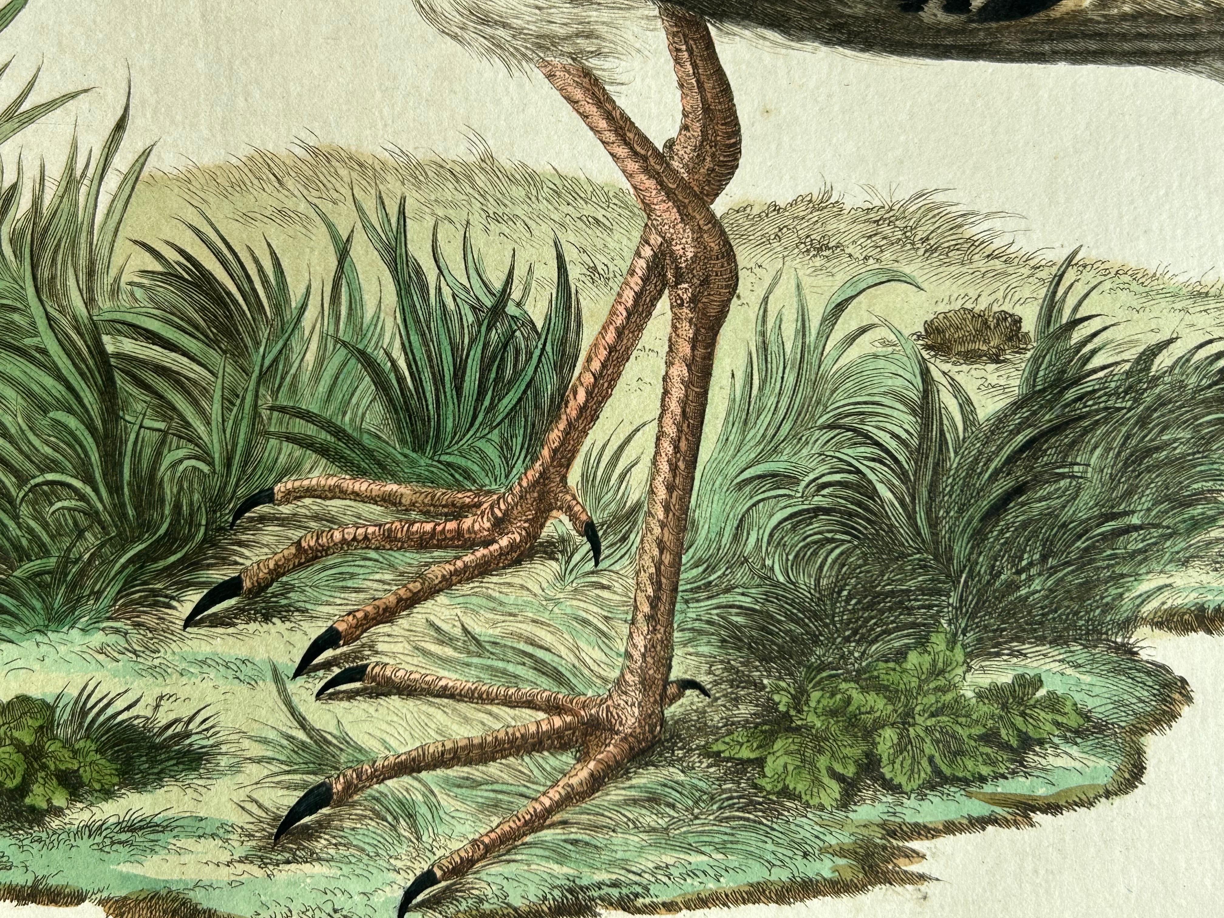 Paper Ruff Bird Print with Nest – Tringa Pugnax by Nozeman and Sepp, 1770 For Sale