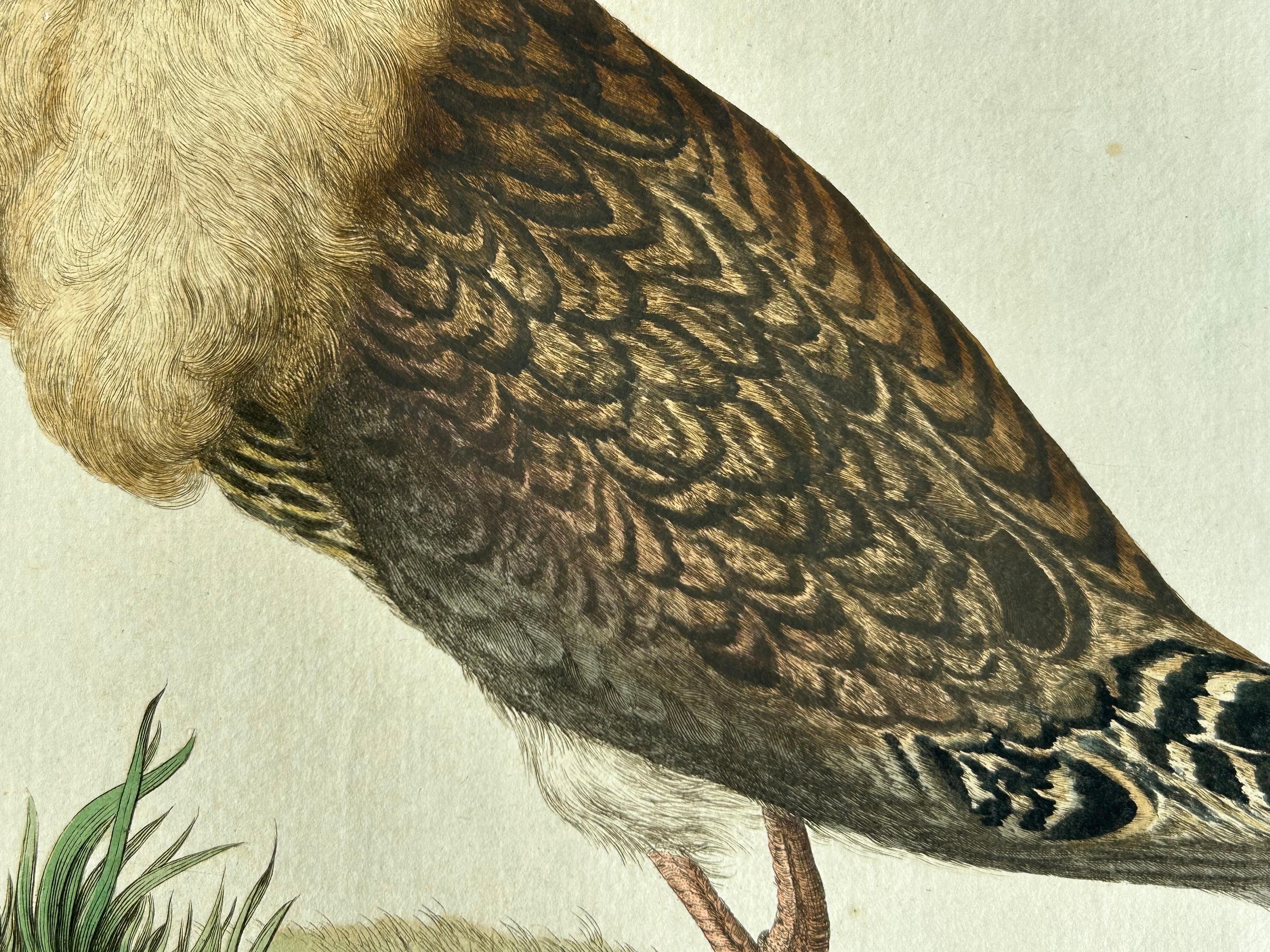 Ruff Bird Print with Nest – Tringa Pugnax by Nozeman and Sepp, 1770 For Sale 1