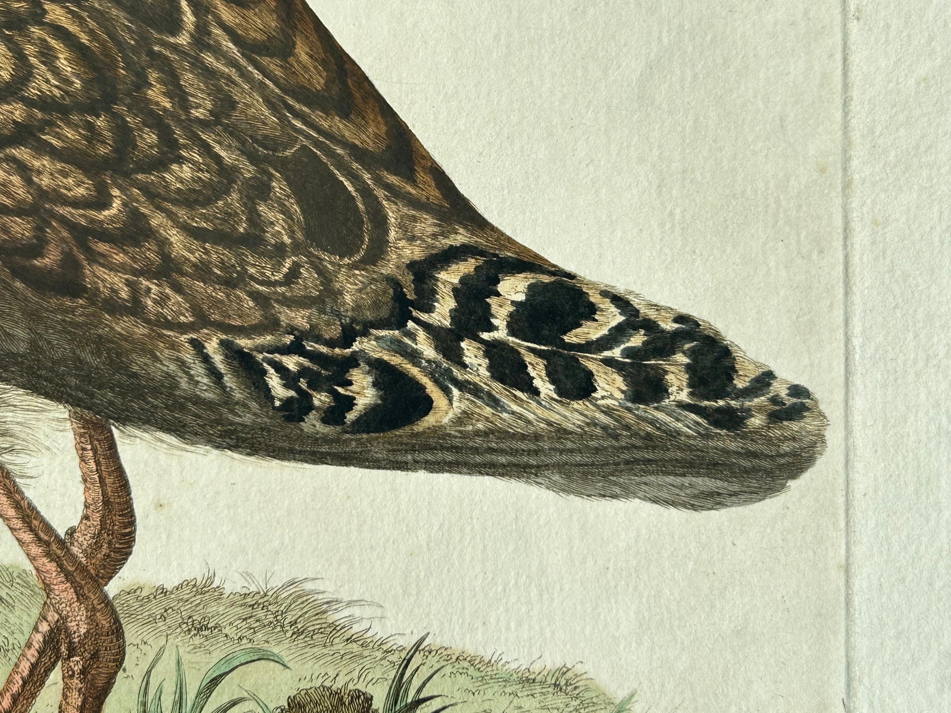 Ruff Bird Print with Nest – Tringa Pugnax by Nozeman and Sepp, 1770 For Sale 4