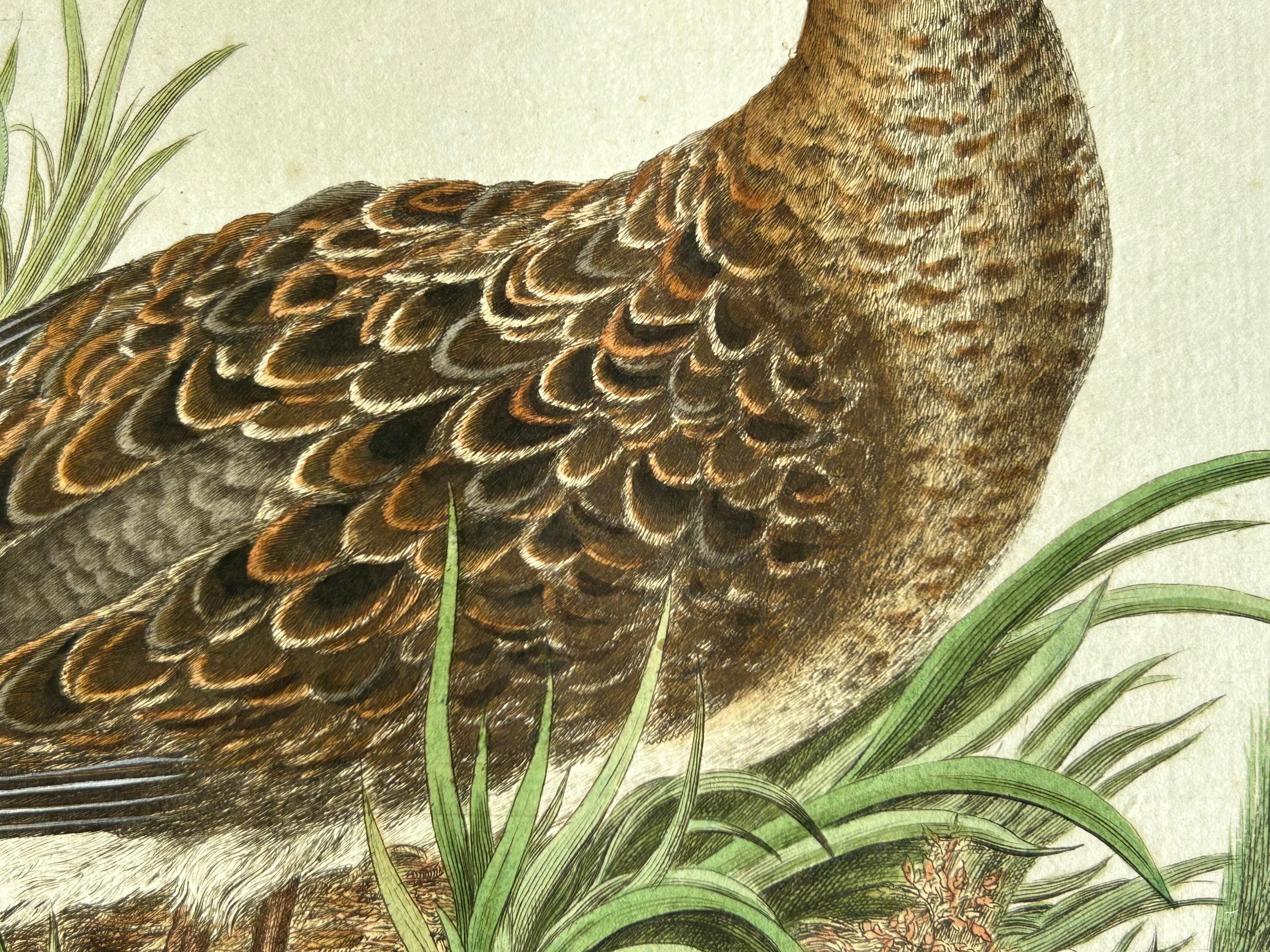 Ruff Bird Print with Nest – Tringa Pugnax by Nozeman and Sepp, 1770 For Sale 3