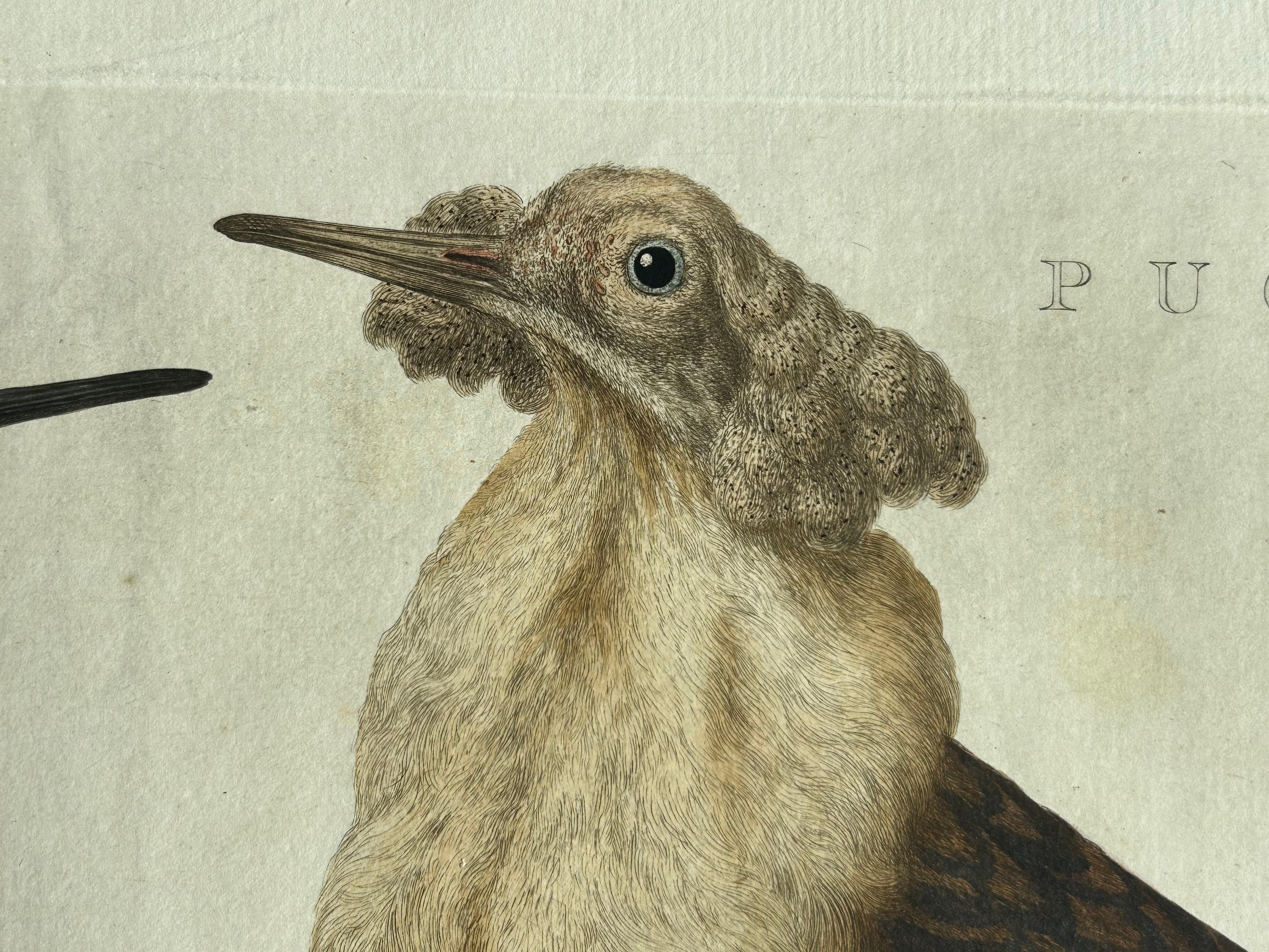 Ruff Bird Print with Nest – Tringa Pugnax by Nozeman and Sepp, 1770 For Sale 5