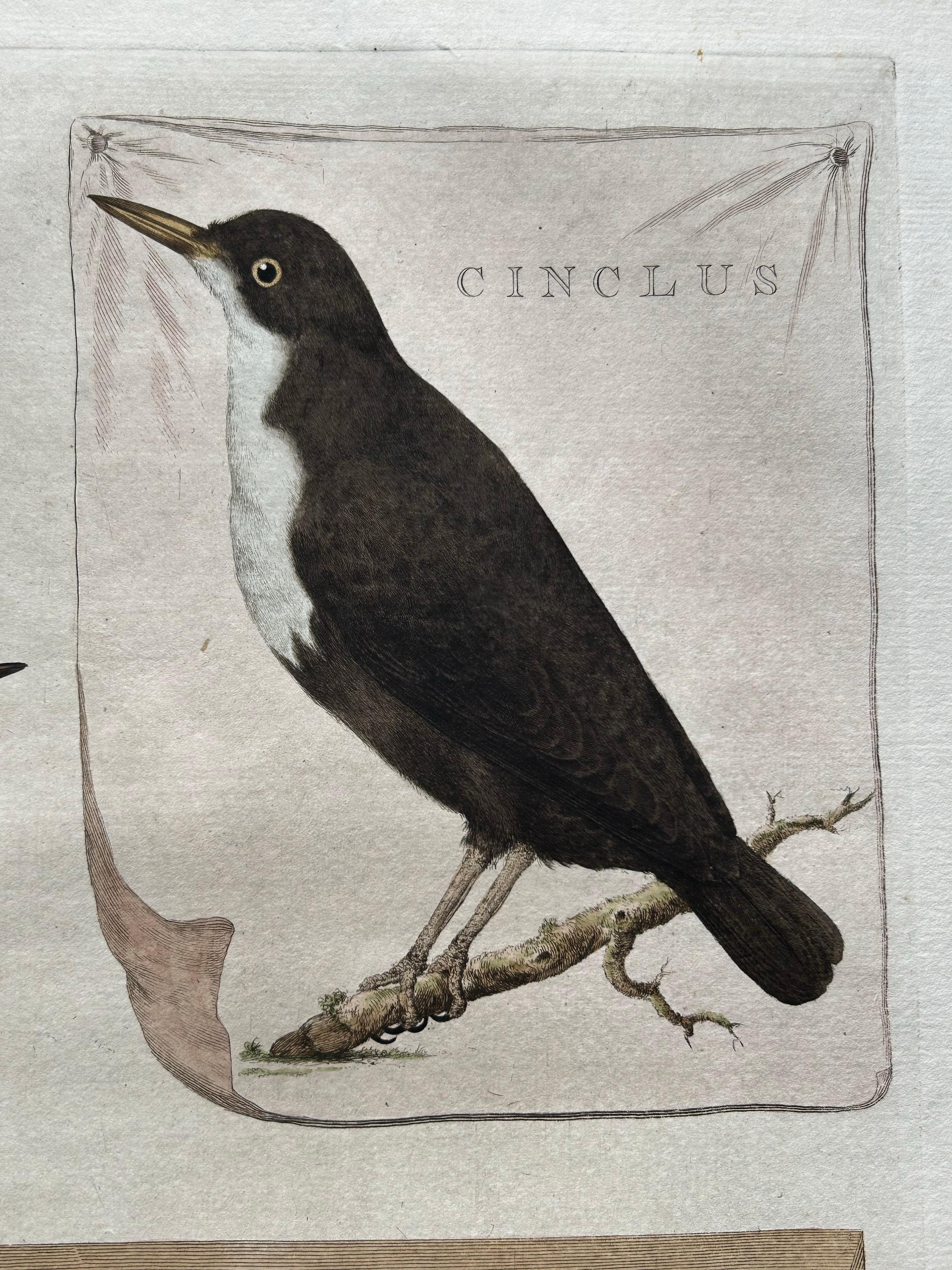 Engraved Antique Bird Print – Starling & White-throated Dipper by Nozeman & Sepp, 1770 For Sale