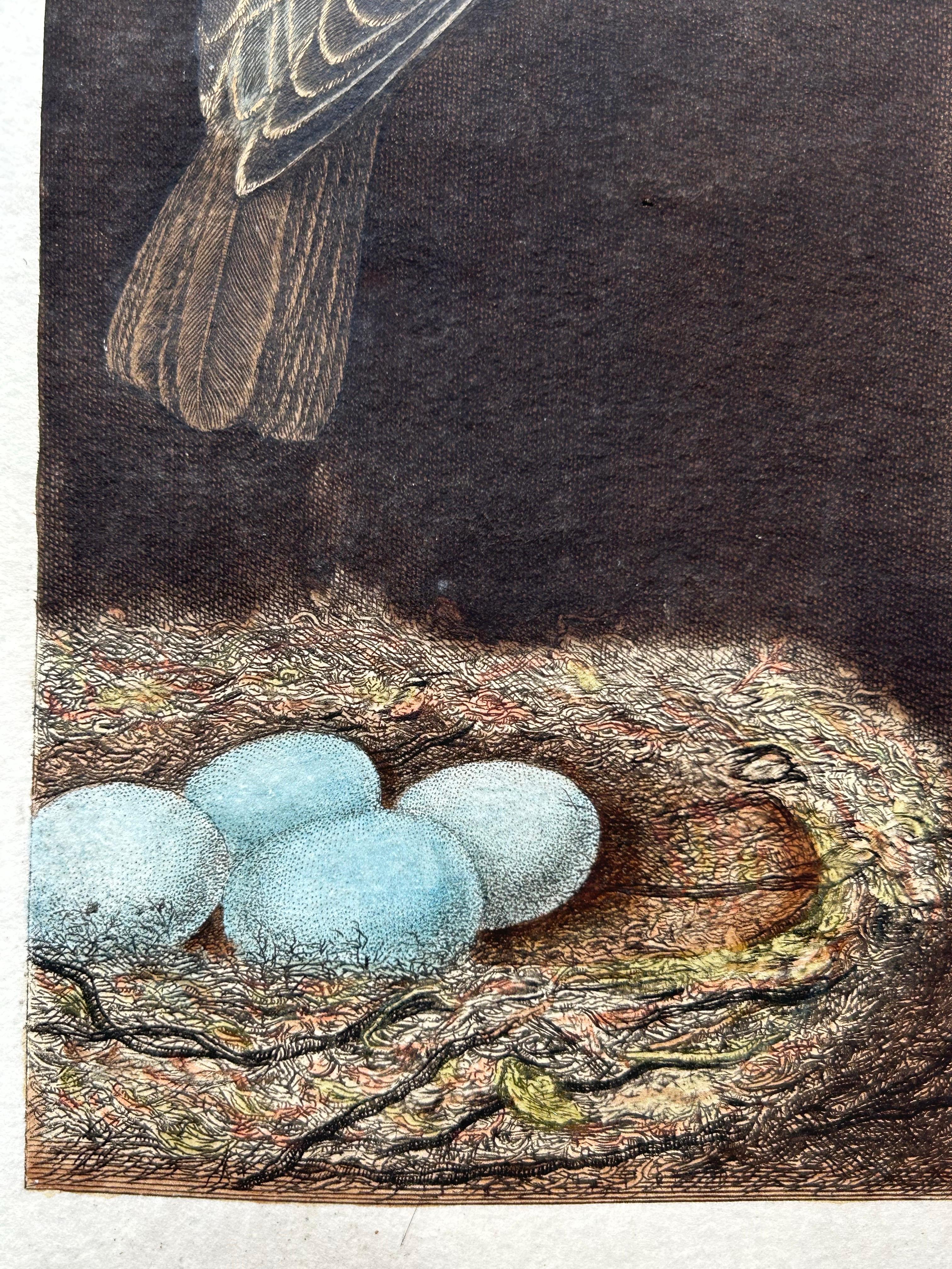 starling birds for sale