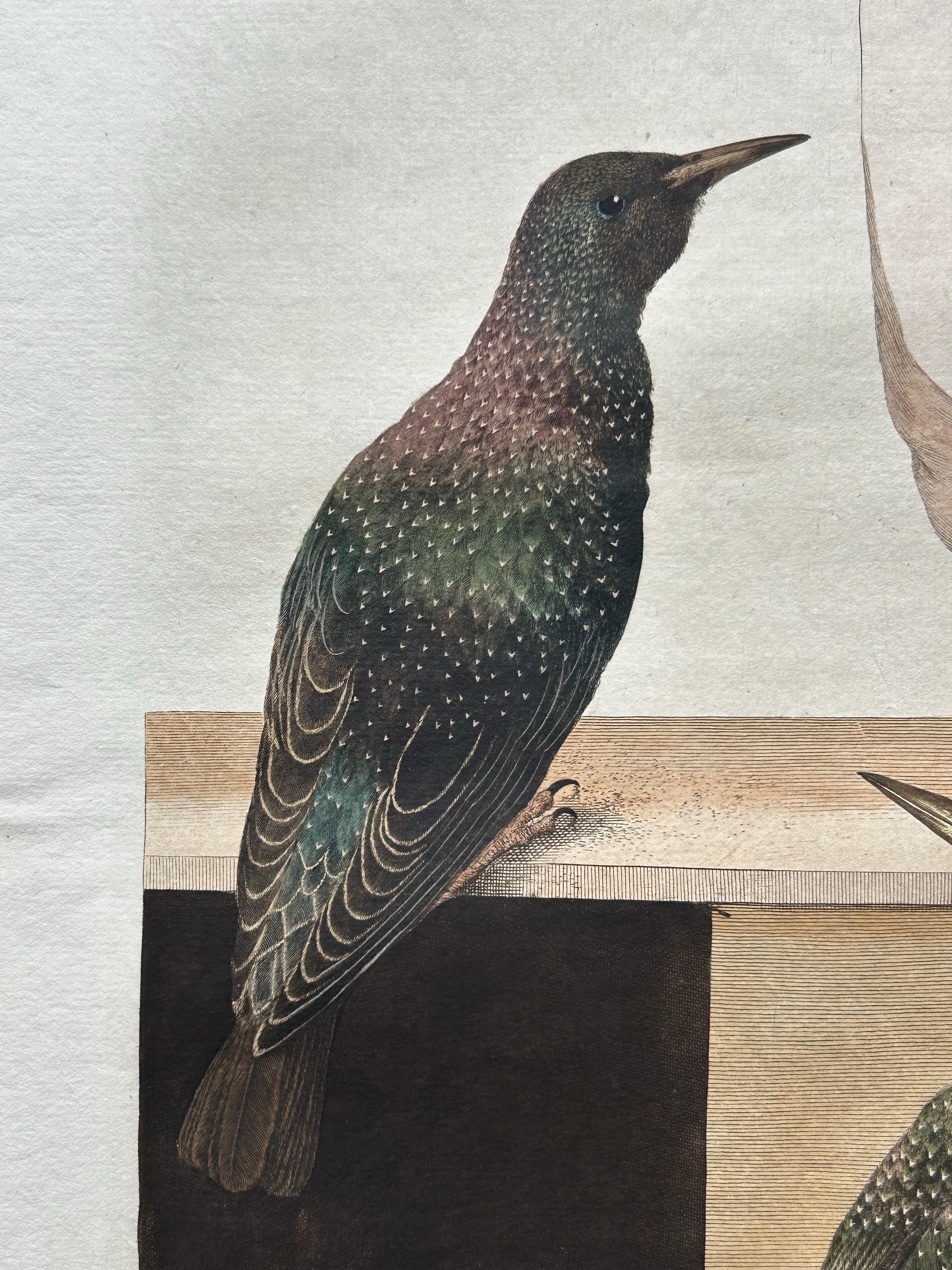 starling bird for sale