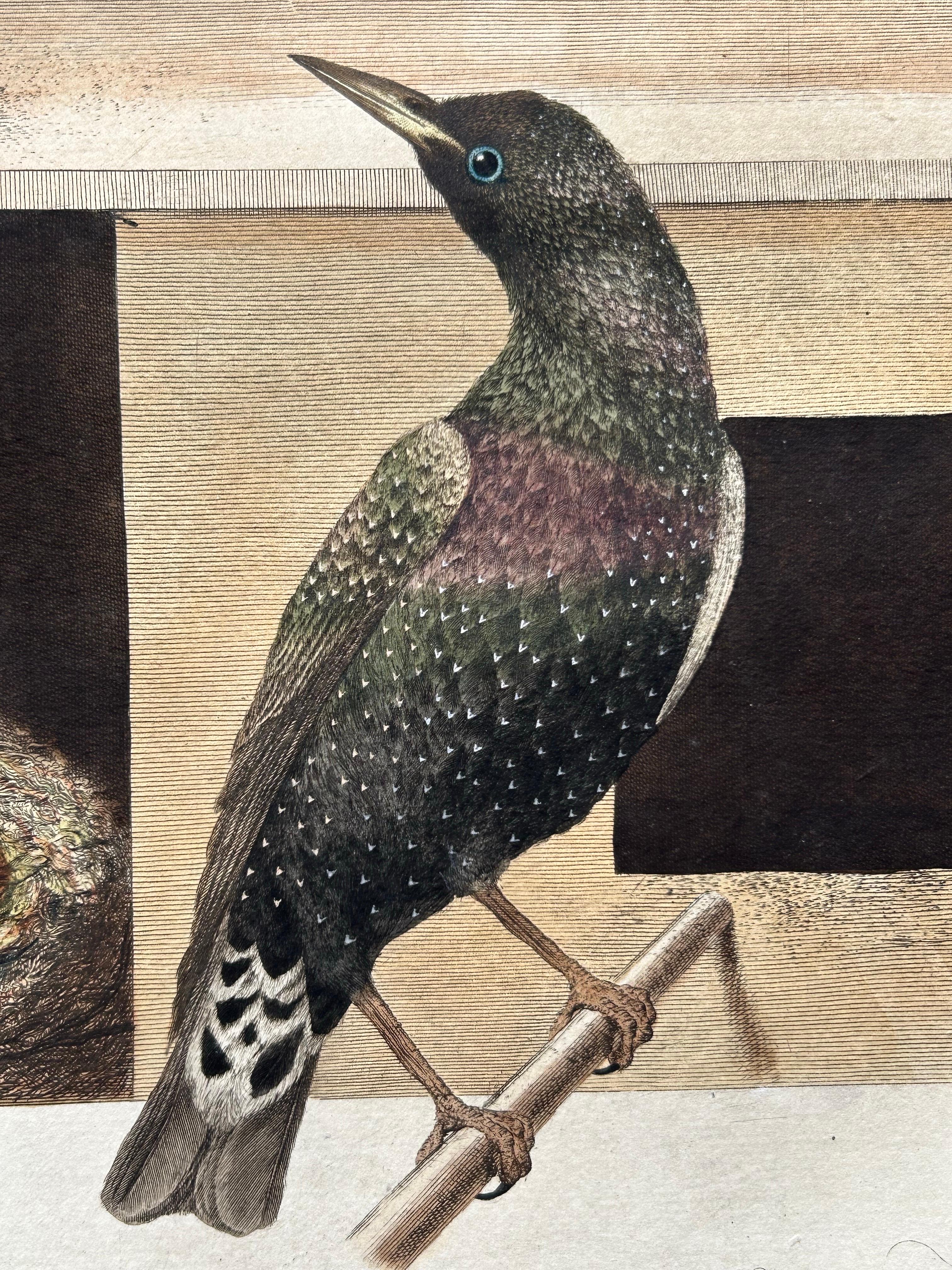 European Antique Bird Print – Starling & White-throated Dipper by Nozeman & Sepp, 1770 For Sale
