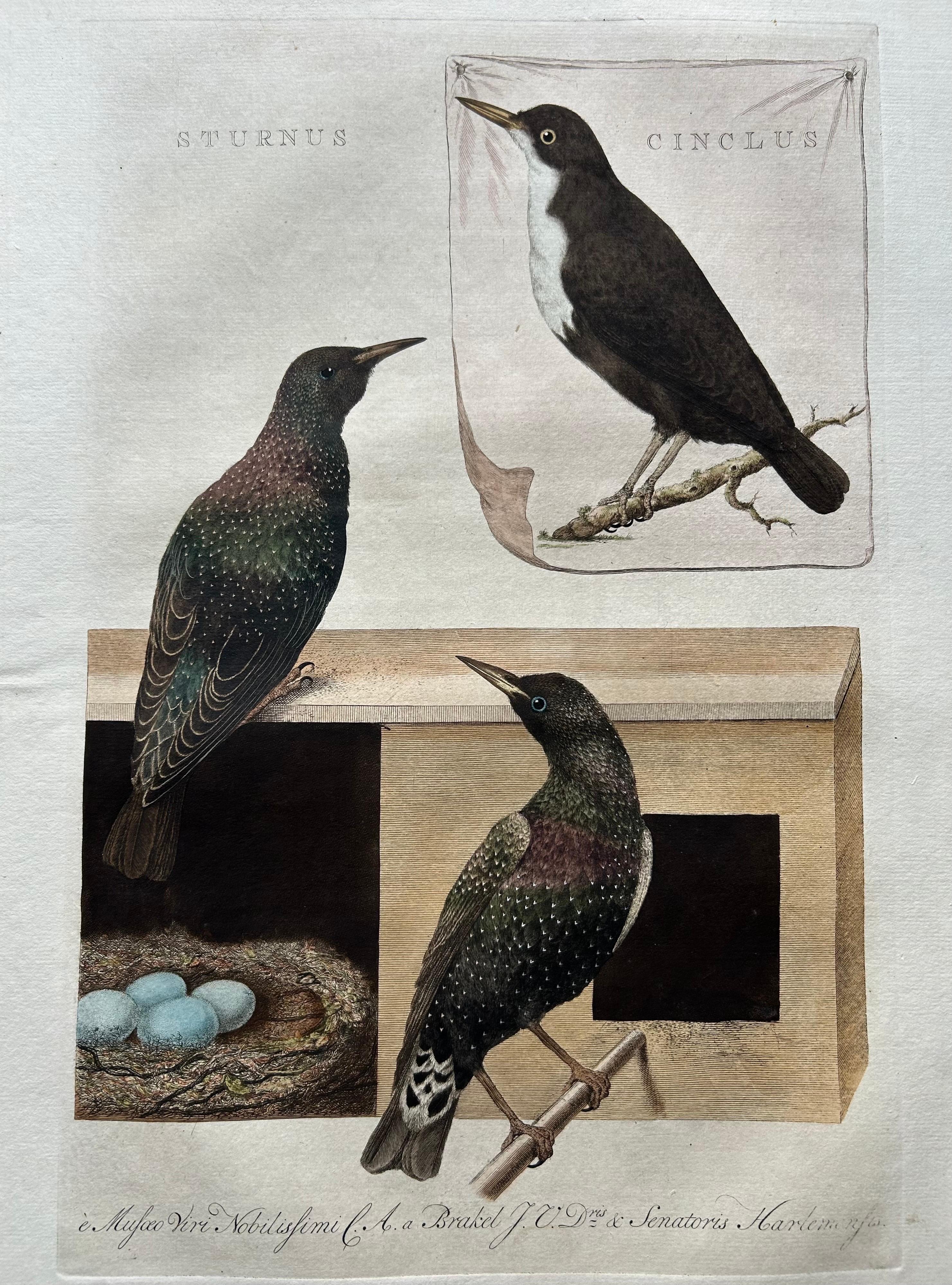 starling bird for sale near me