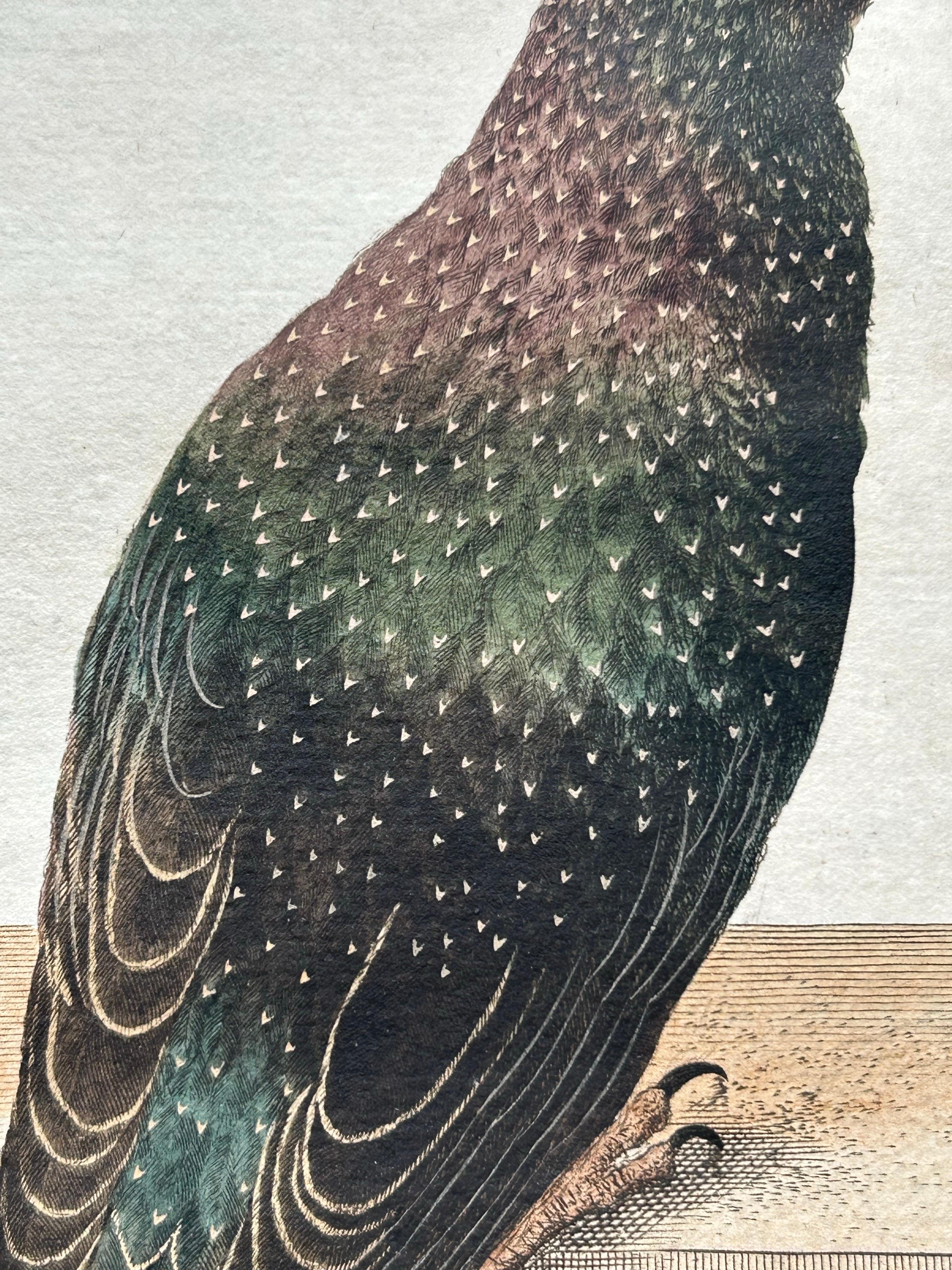 Antique Bird Print – Starling & White-throated Dipper by Nozeman & Sepp, 1770 In Good Condition For Sale In Langweer, NL