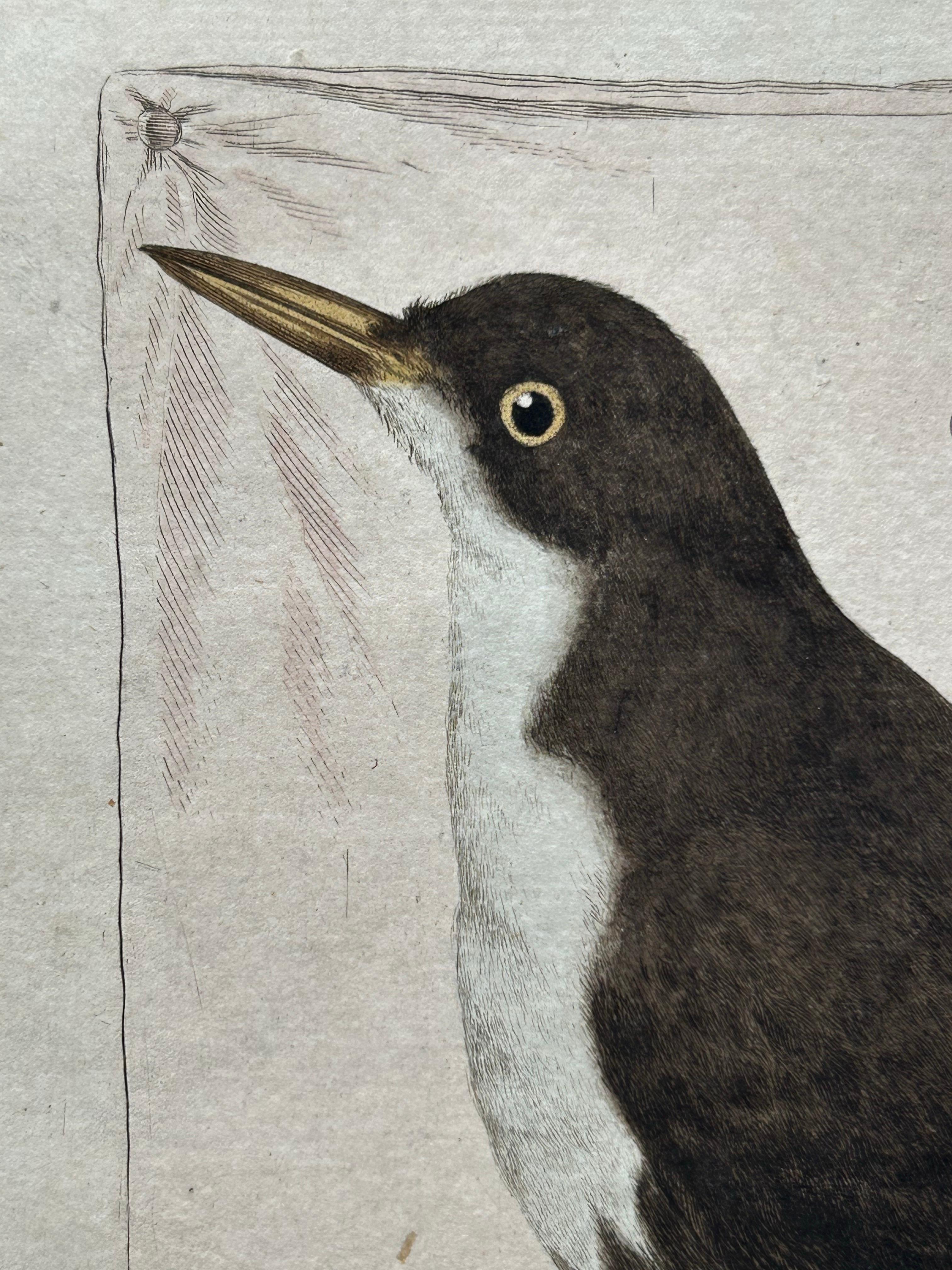 18th Century Antique Bird Print – Starling & White-throated Dipper by Nozeman & Sepp, 1770 For Sale