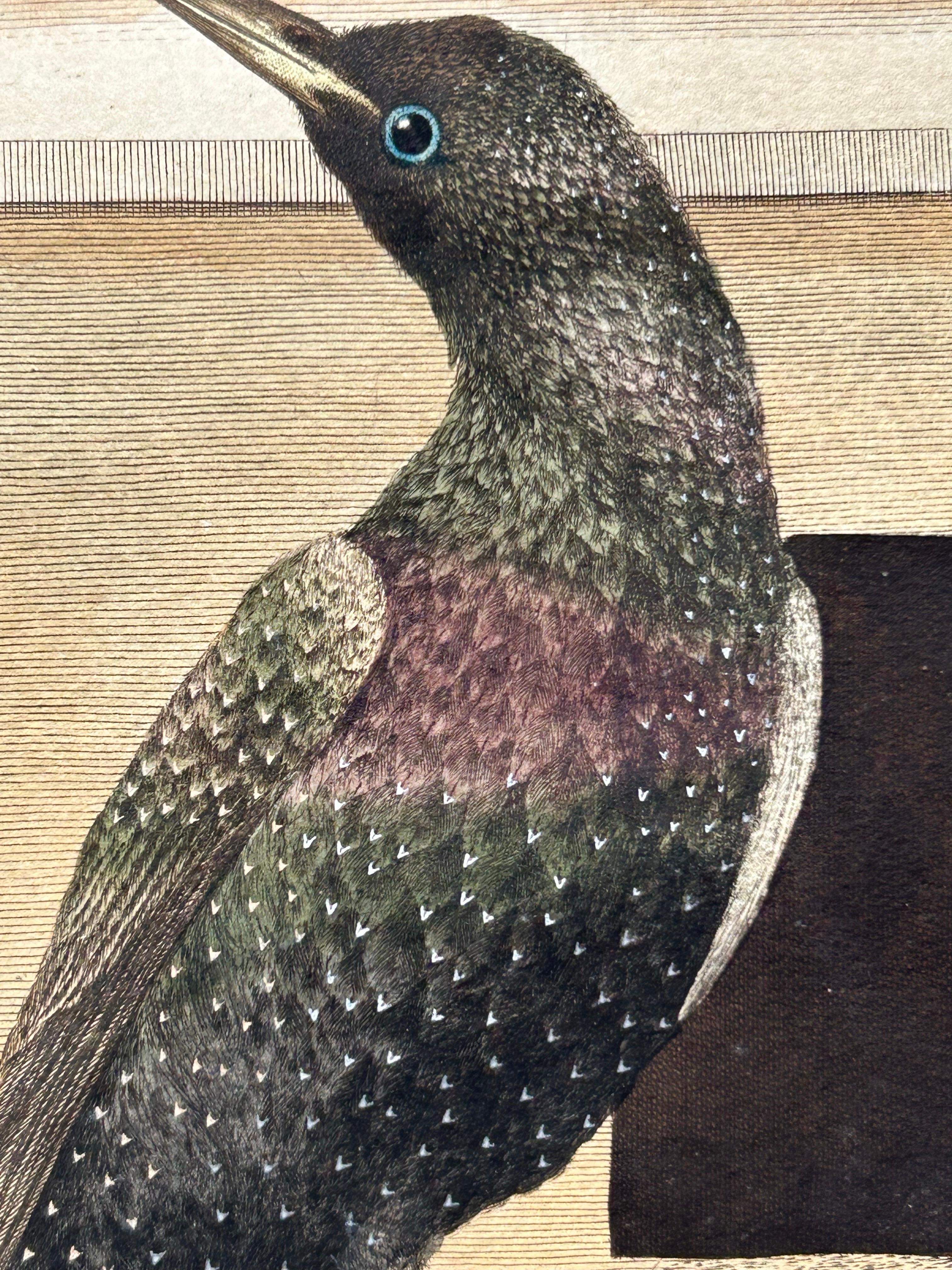 Paper Antique Bird Print – Starling & White-throated Dipper by Nozeman & Sepp, 1770 For Sale