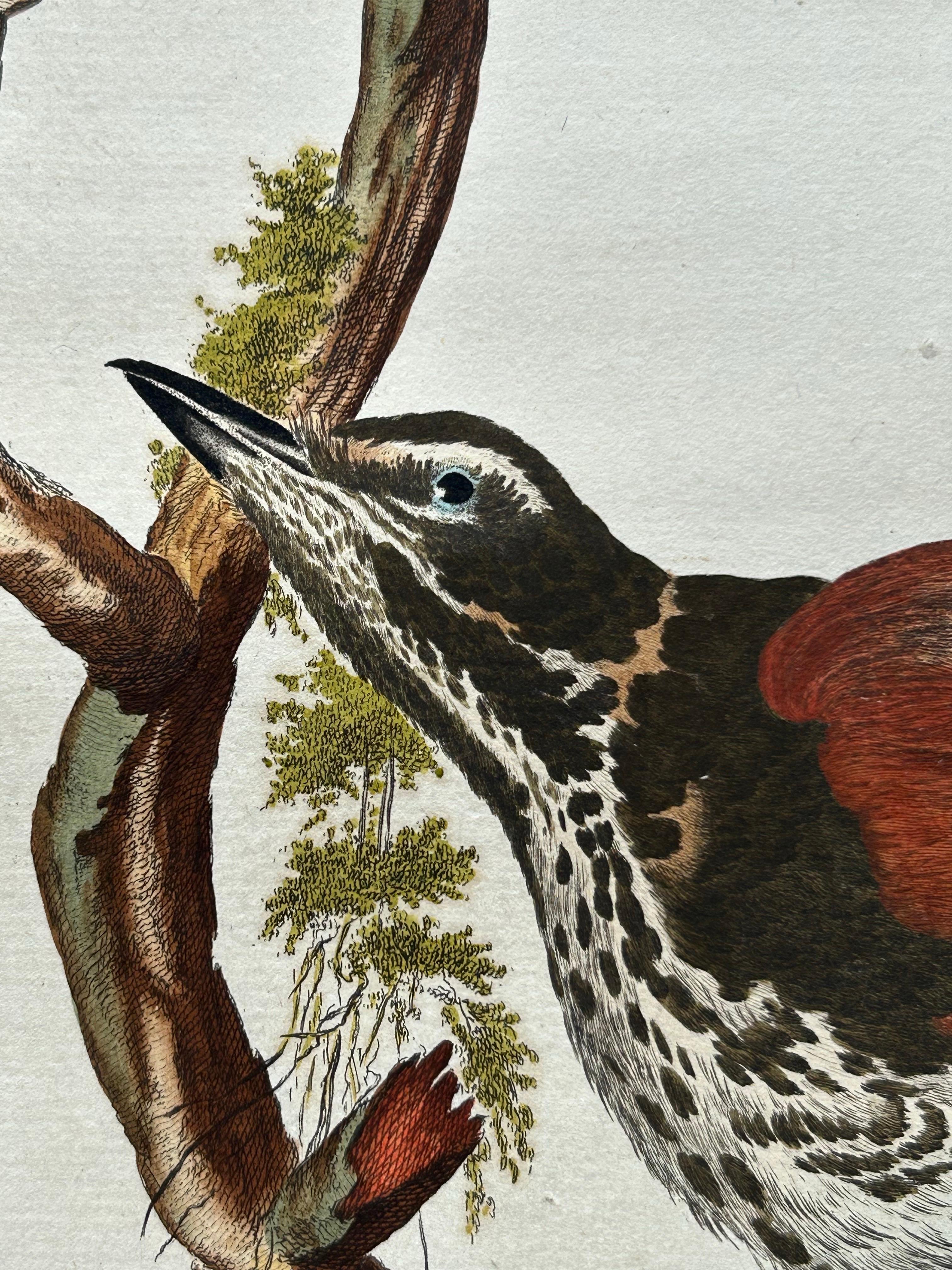Redwing Thrush – Antique Bird Print by Nozeman and Sepp, 1770 For Sale 4