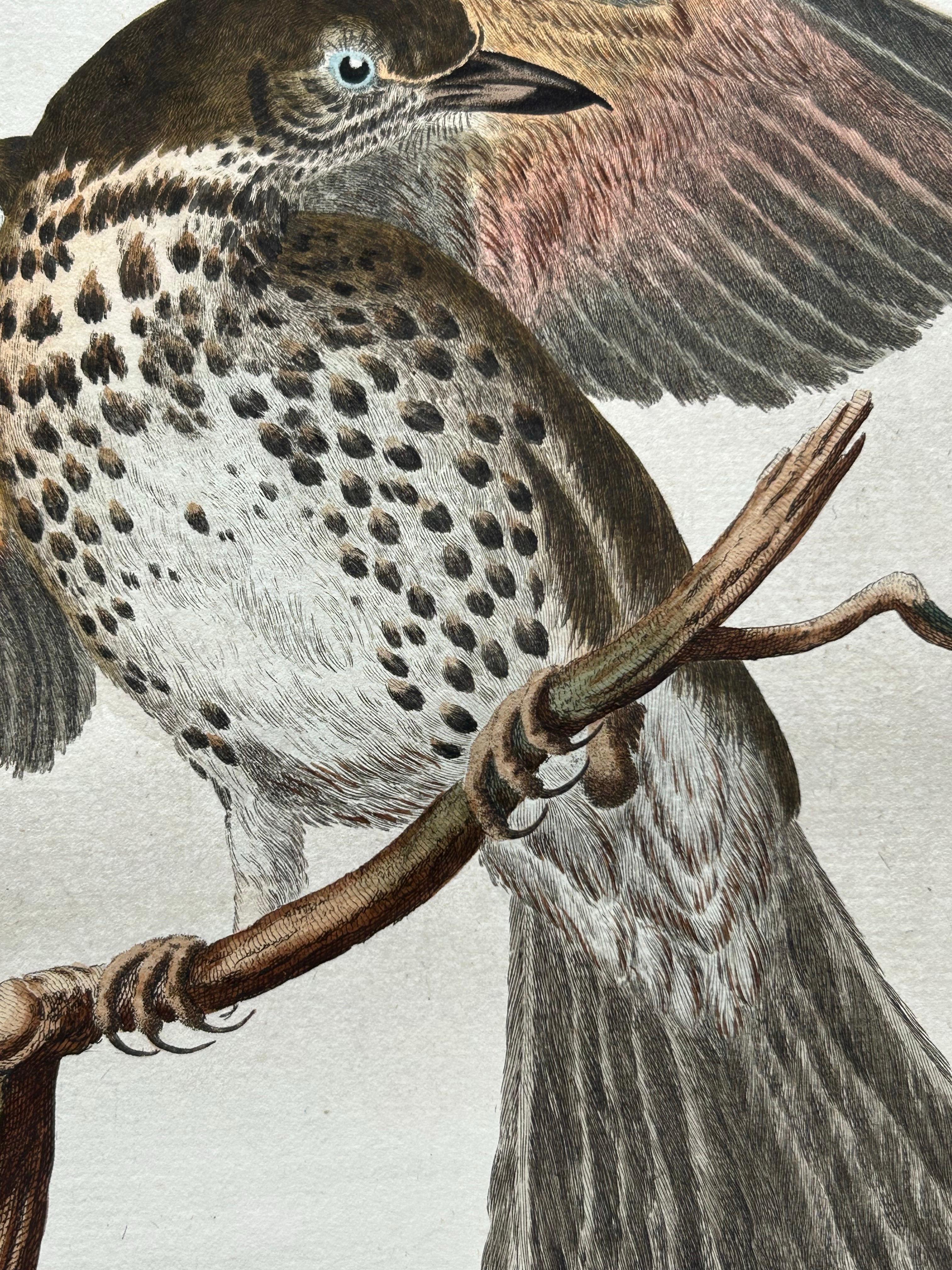 Redwing Thrush – Antique Bird Print by Nozeman and Sepp, 1770 In Good Condition For Sale In Langweer, NL