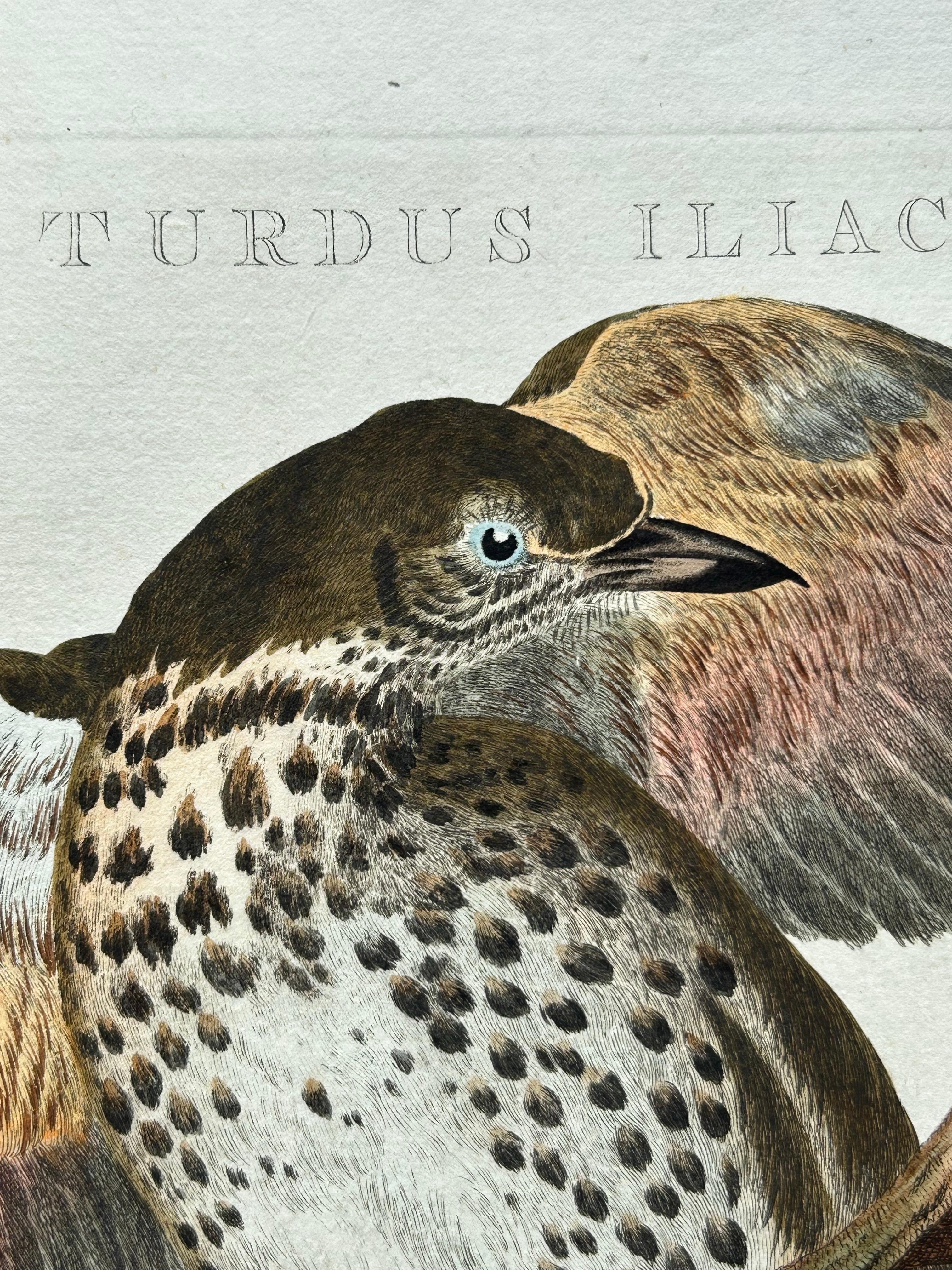 18th Century Redwing Thrush – Antique Bird Print by Nozeman and Sepp, 1770 For Sale