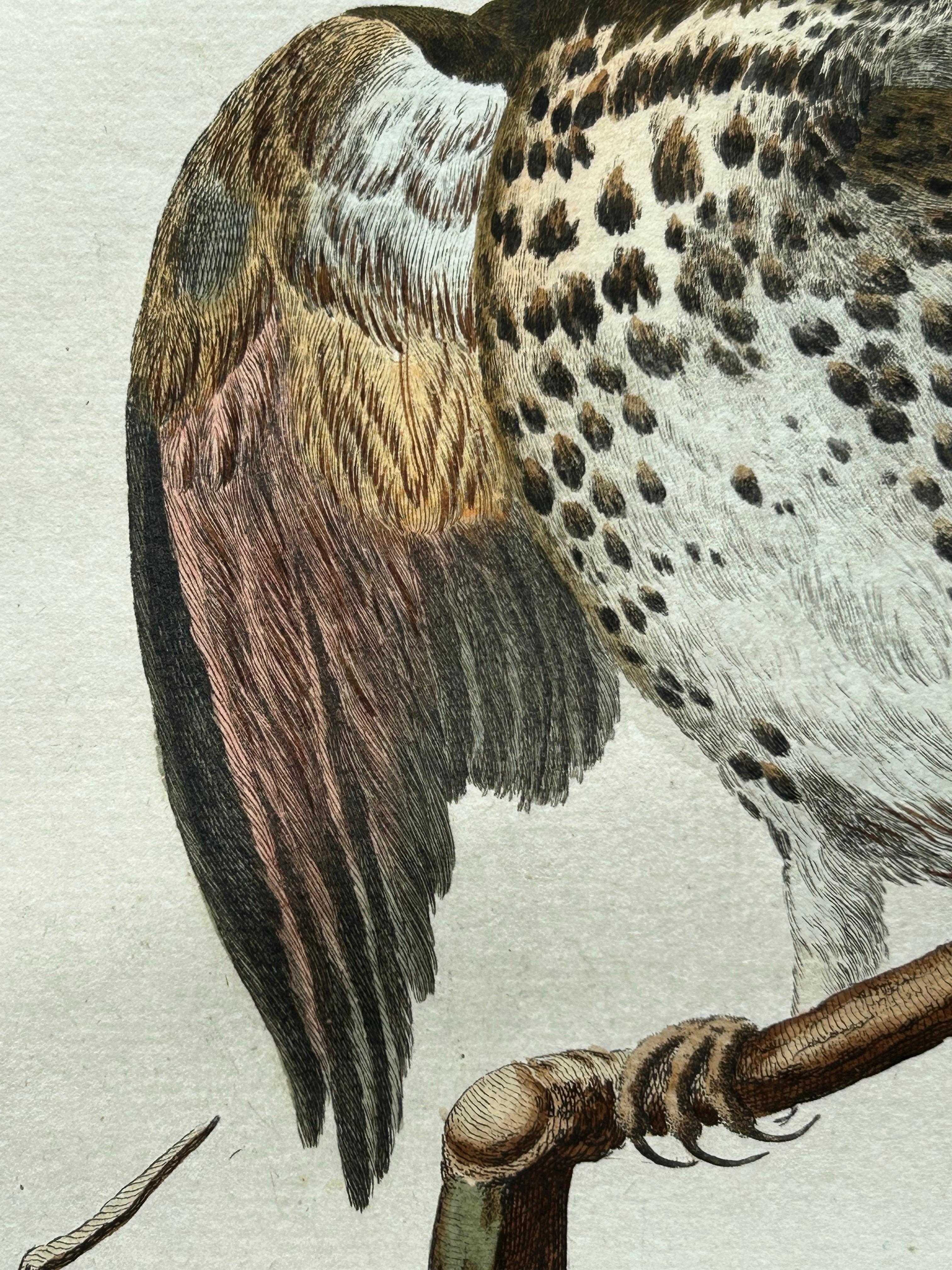 Paper Redwing Thrush – Antique Bird Print by Nozeman and Sepp, 1770 For Sale