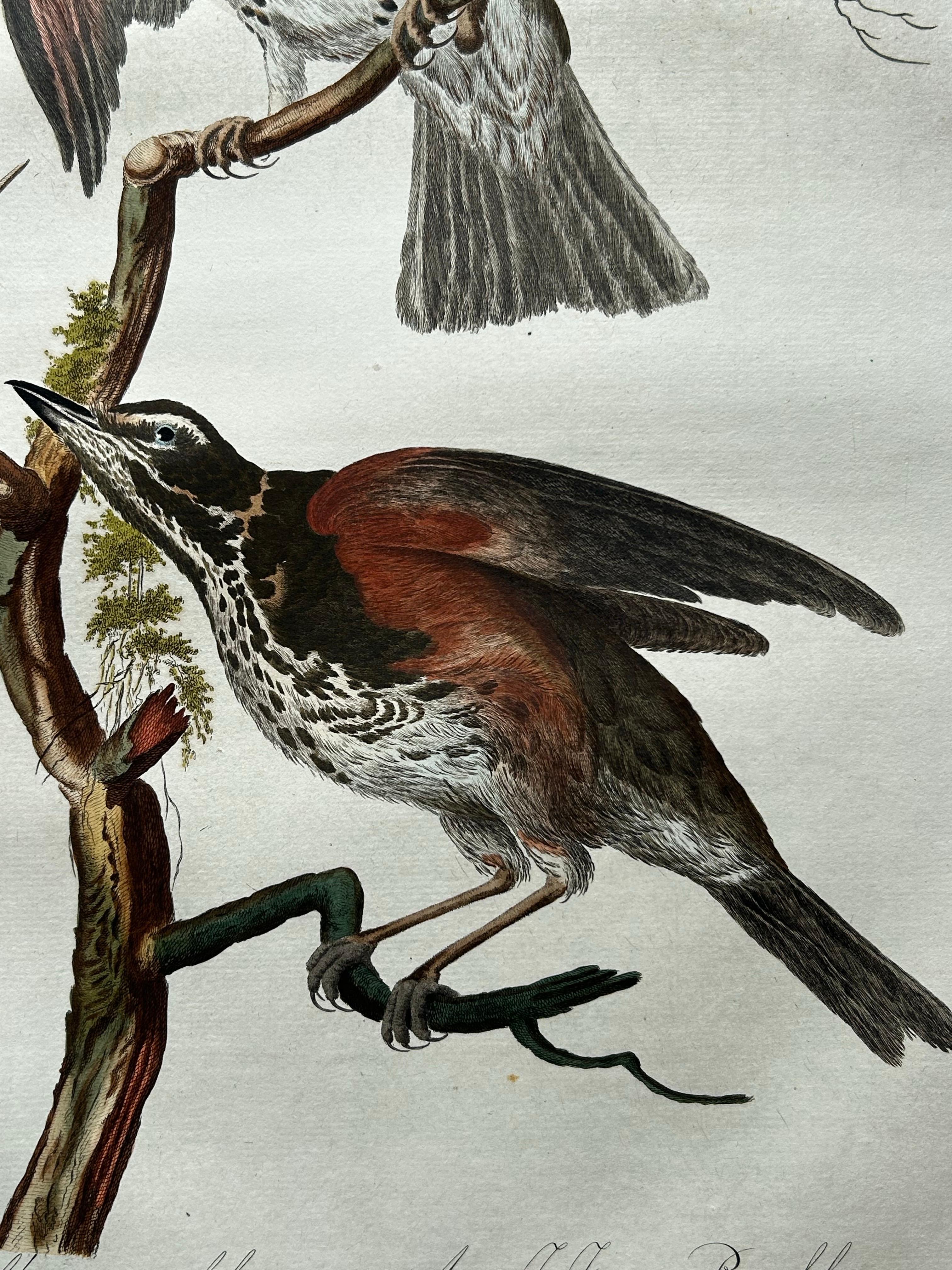 Redwing Thrush – Antique Bird Print by Nozeman and Sepp, 1770 For Sale 1