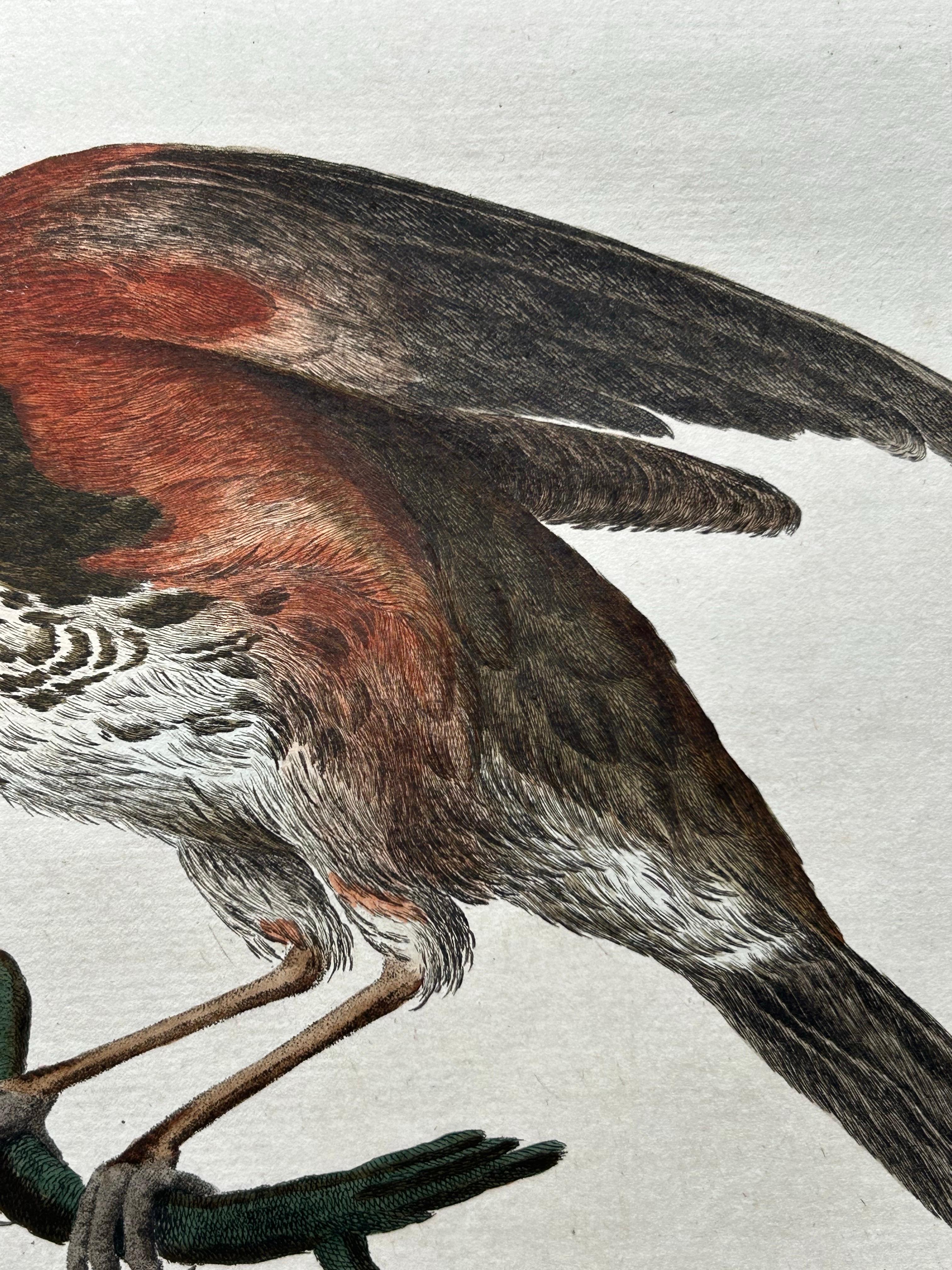 Redwing Thrush – Antique Bird Print by Nozeman and Sepp, 1770 For Sale 2