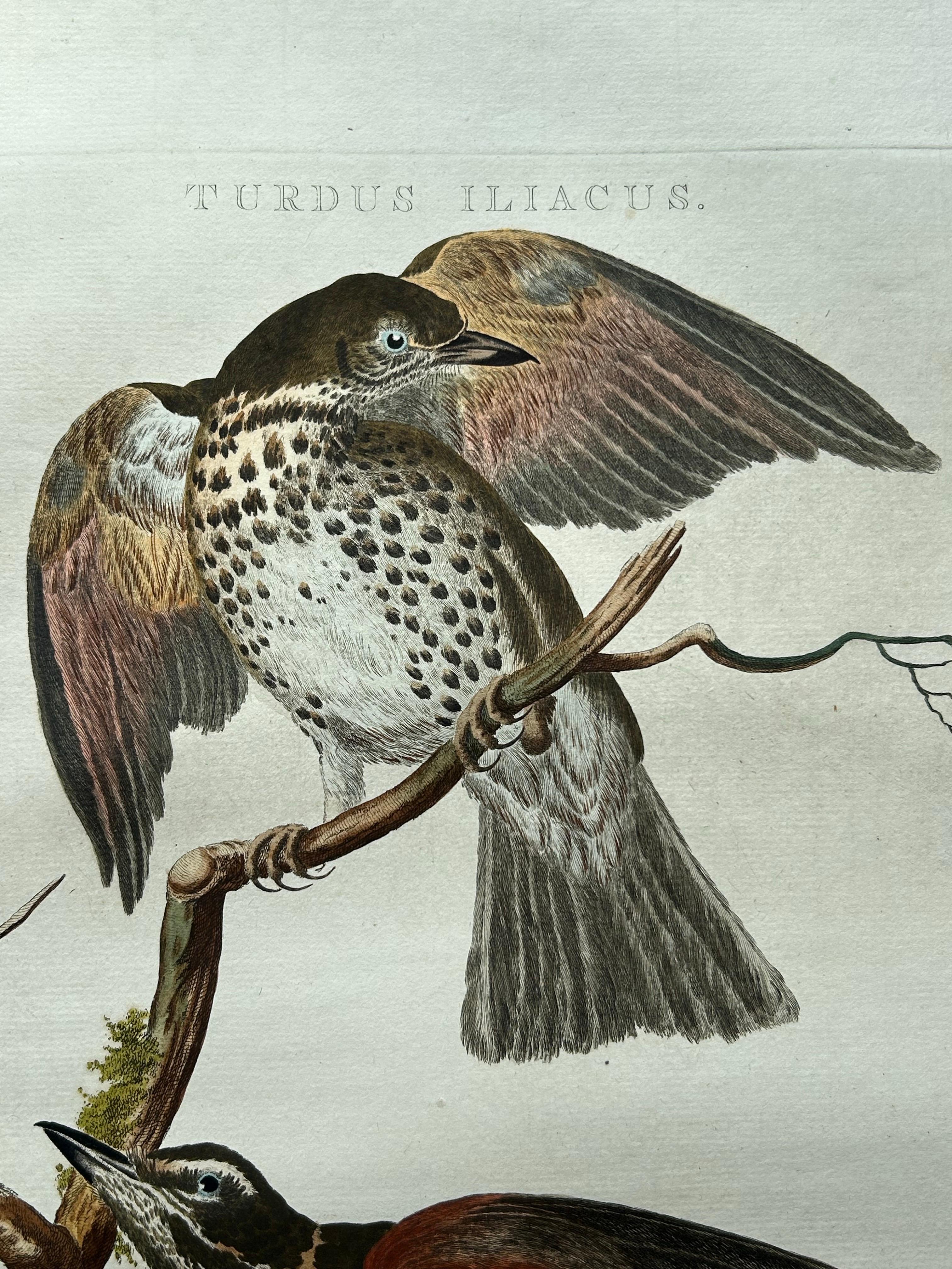 Redwing Thrush – Antique Bird Print by Nozeman and Sepp, 1770 For Sale 3