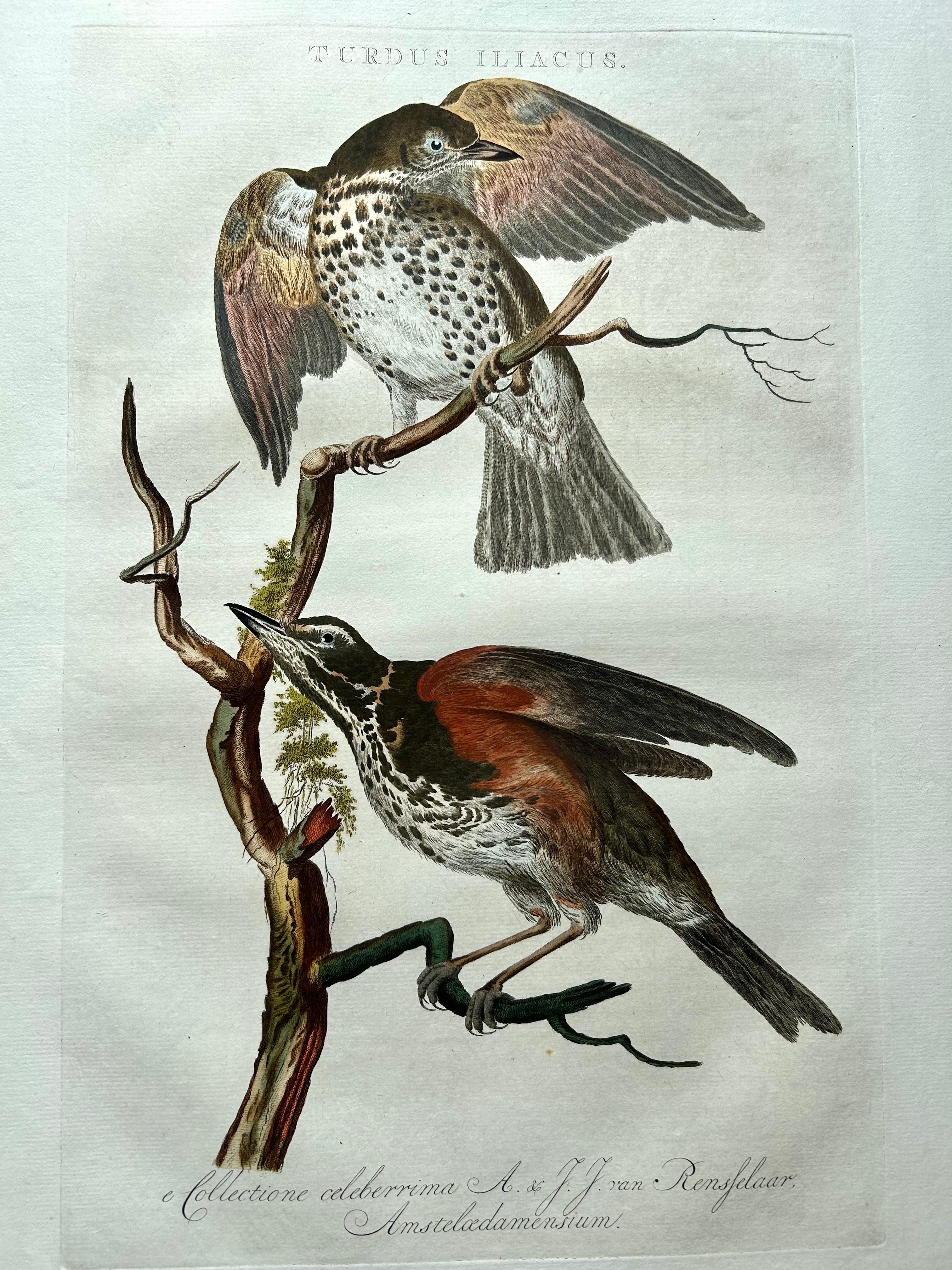 European Redwing Thrush – Antique Bird Print by Nozeman and Sepp, 1770 For Sale