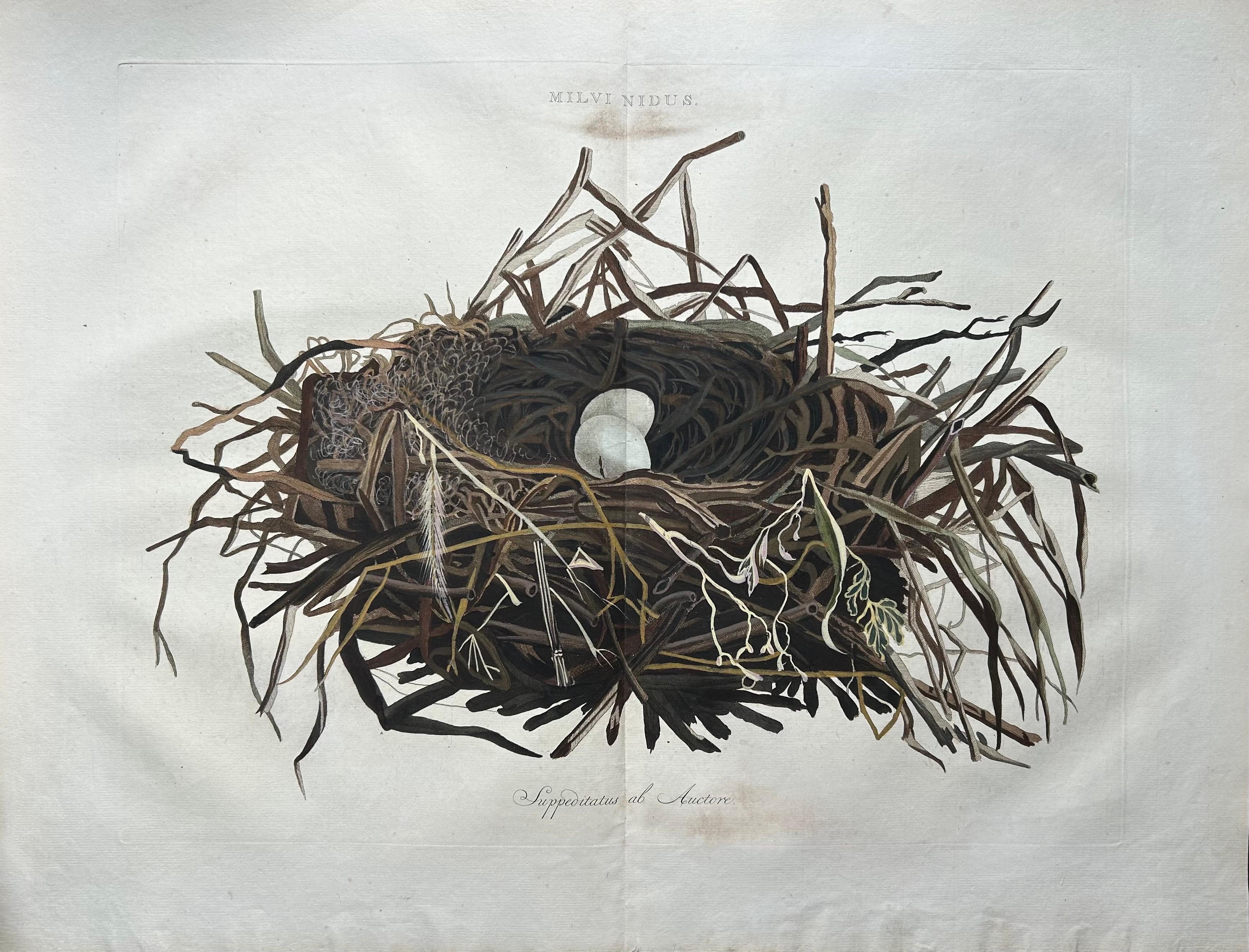 European Western Marsh Harrier Nest – Antique Double-Page Engraving, Nozeman & Sepp 1770 For Sale