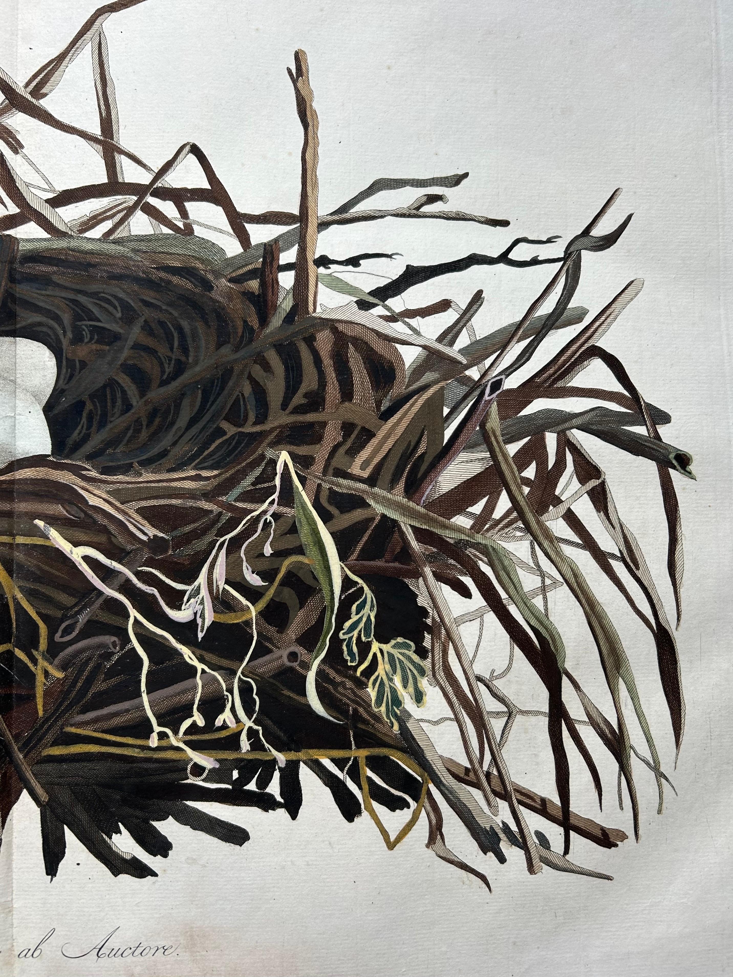 18th Century Western Marsh Harrier Nest – Antique Double-Page Engraving, Nozeman & Sepp 1770 For Sale