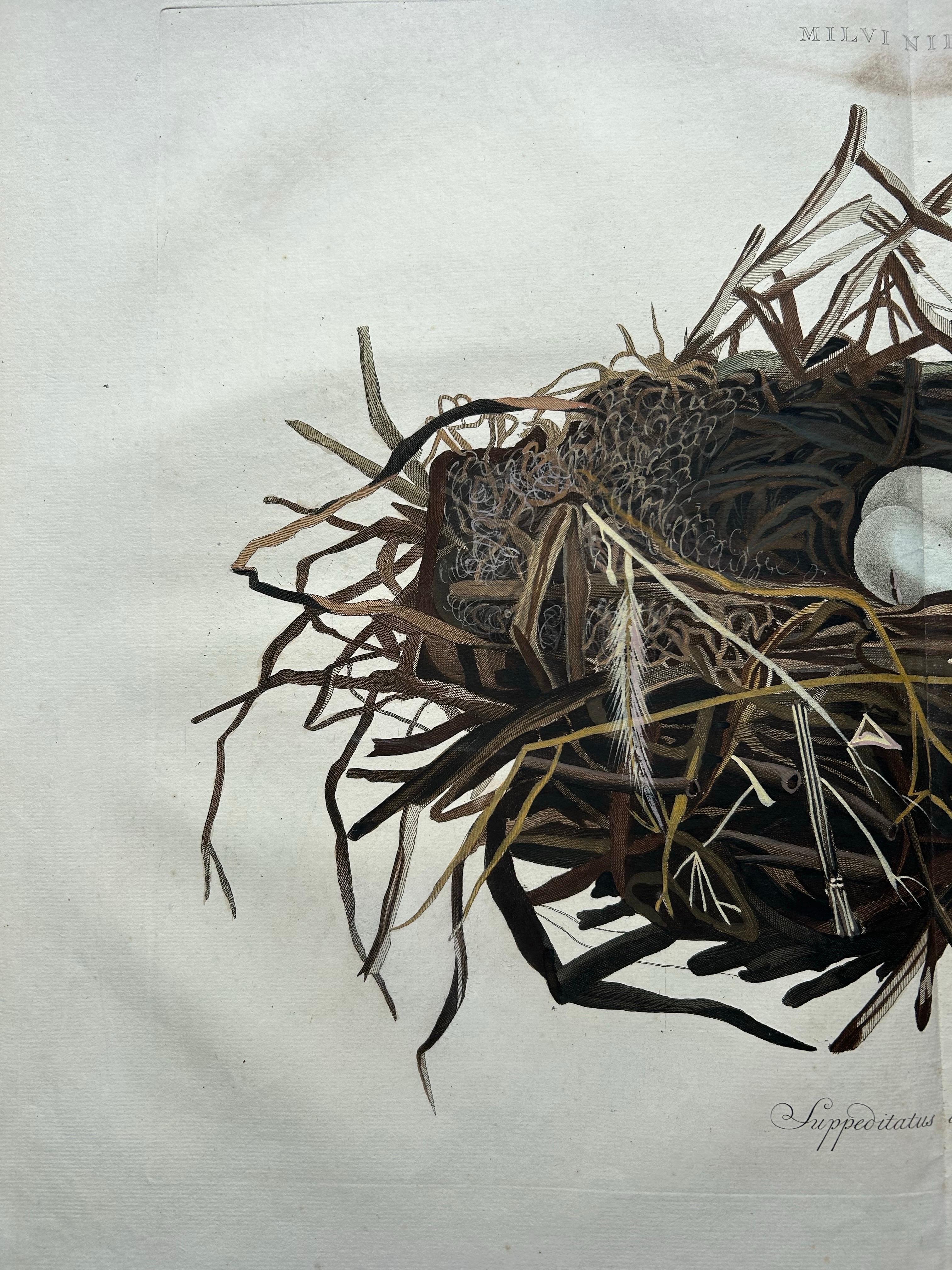 Western Marsh Harrier Nest – Antique Double-Page Engraving, Nozeman & Sepp 1770 In Good Condition For Sale In Langweer, NL