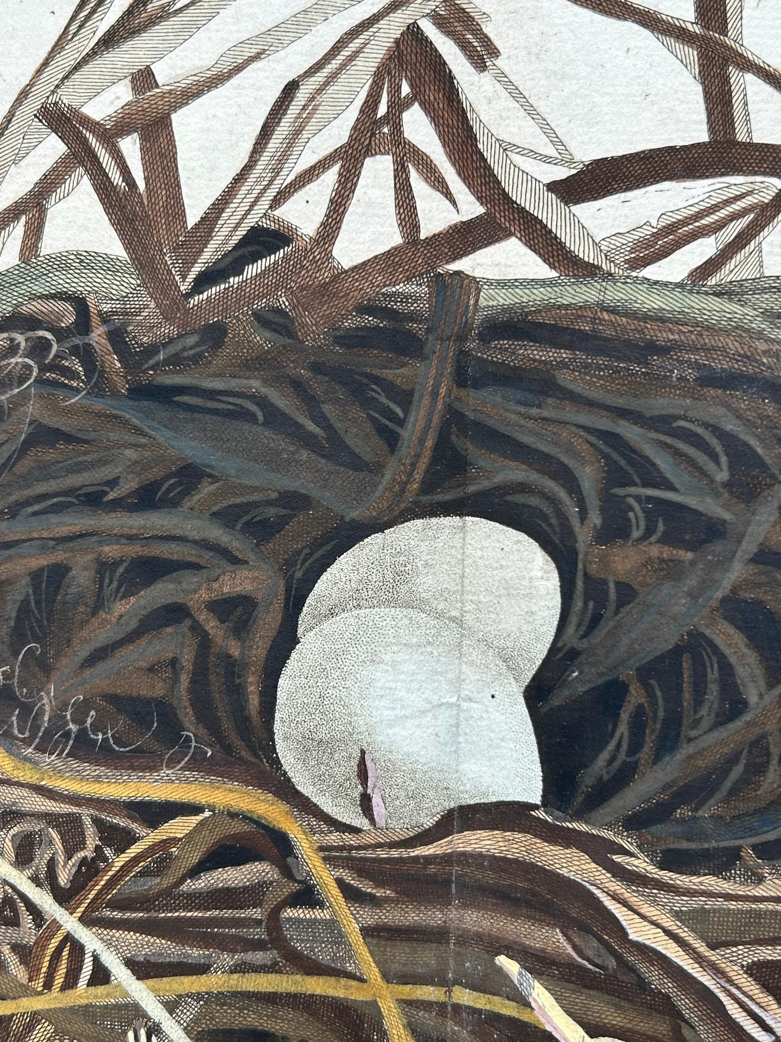 Western Marsh Harrier Nest – Antique Double-Page Engraving, Nozeman & Sepp 1770 For Sale 1