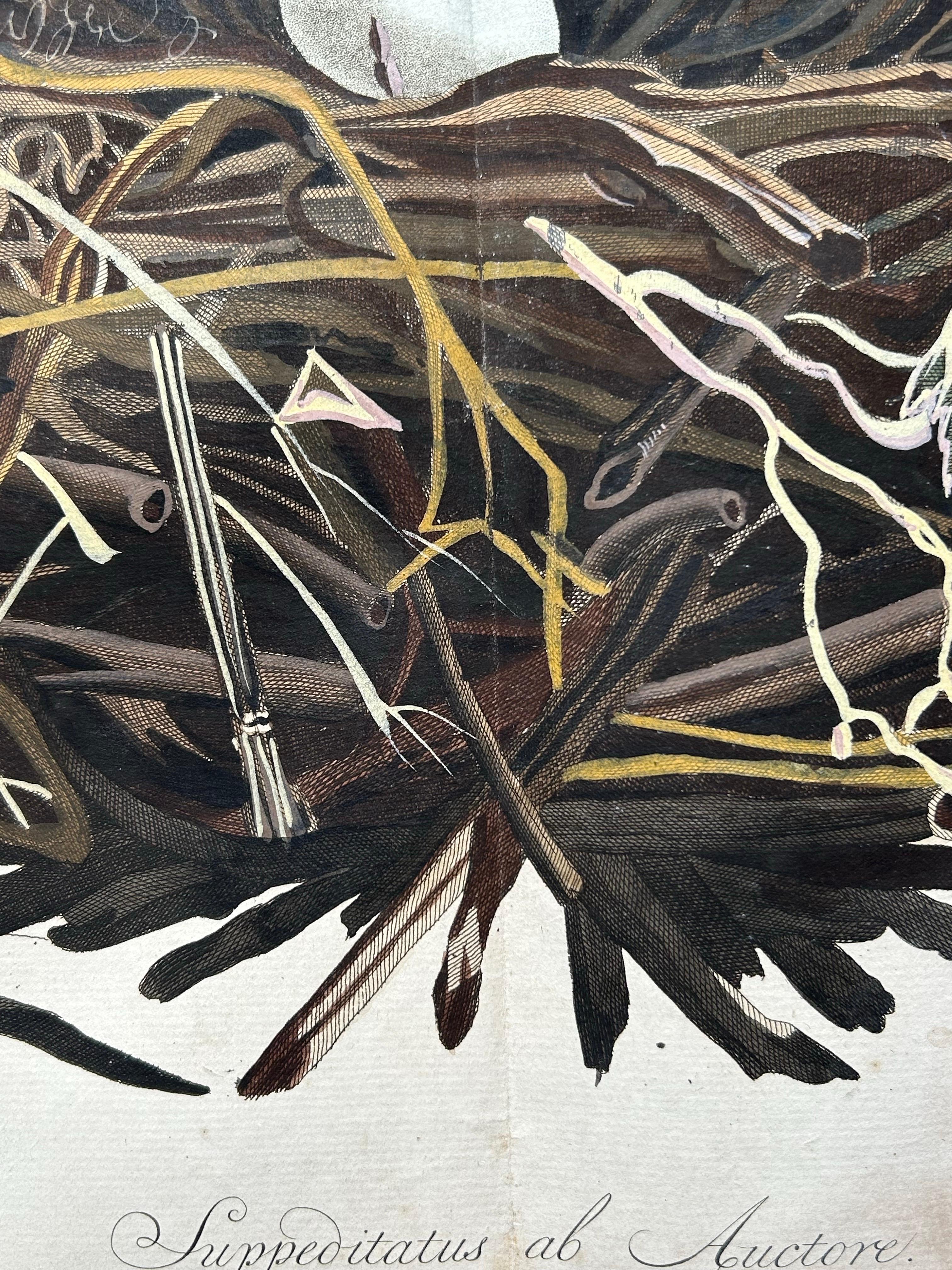 Western Marsh Harrier Nest – Antique Double-Page Engraving, Nozeman & Sepp 1770 For Sale 4