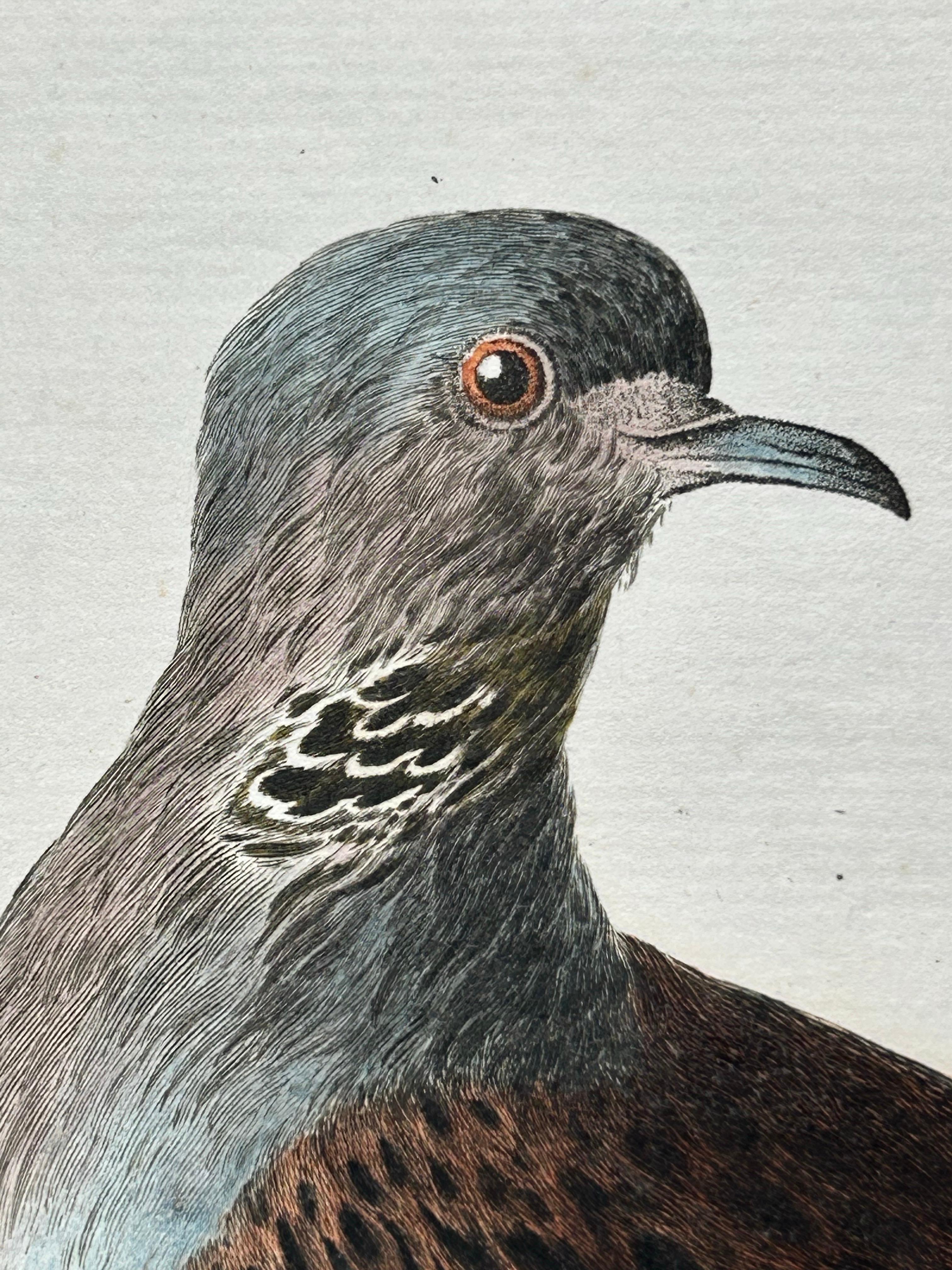 european turtle dove for sale
