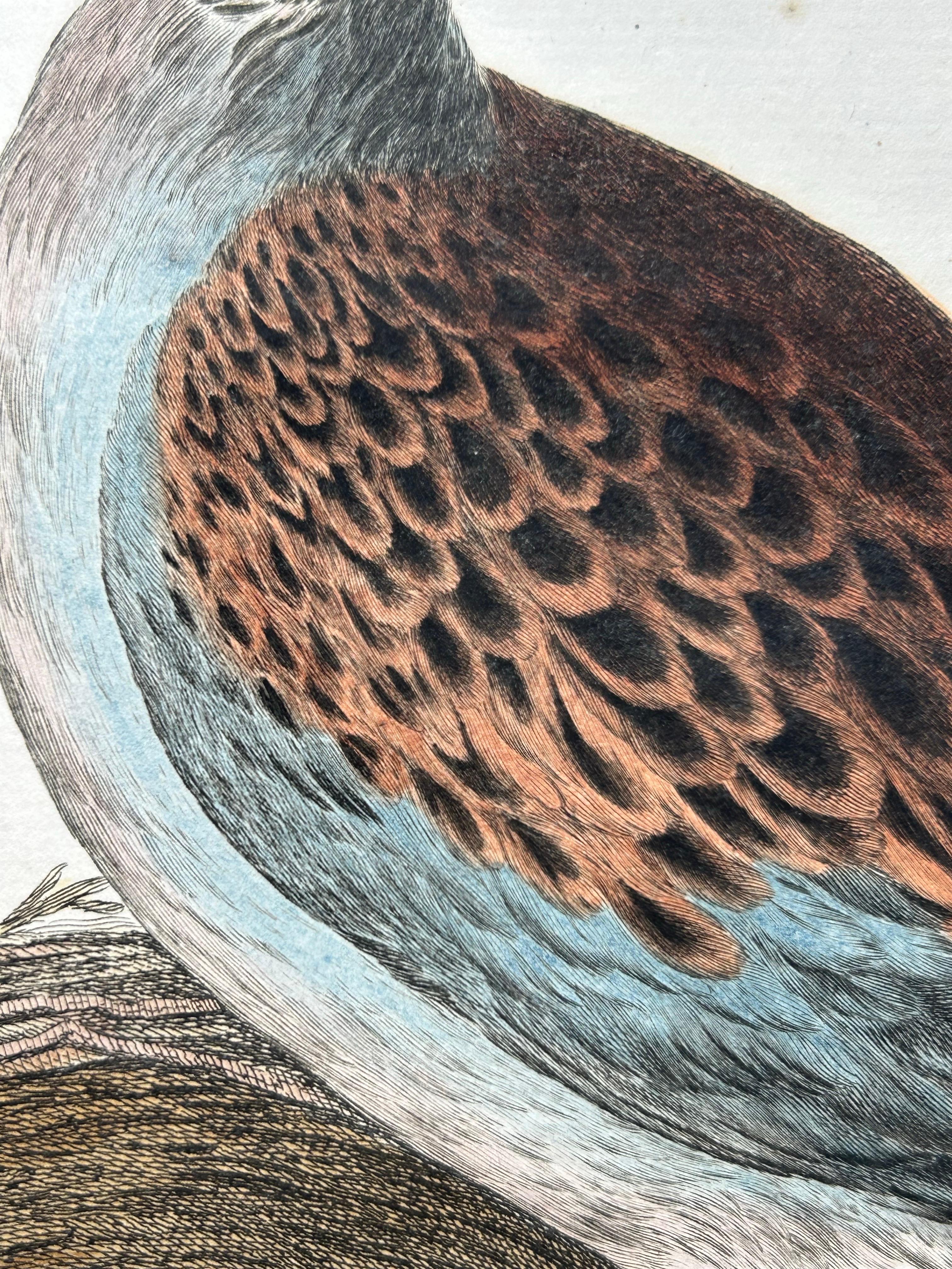 turkey dove