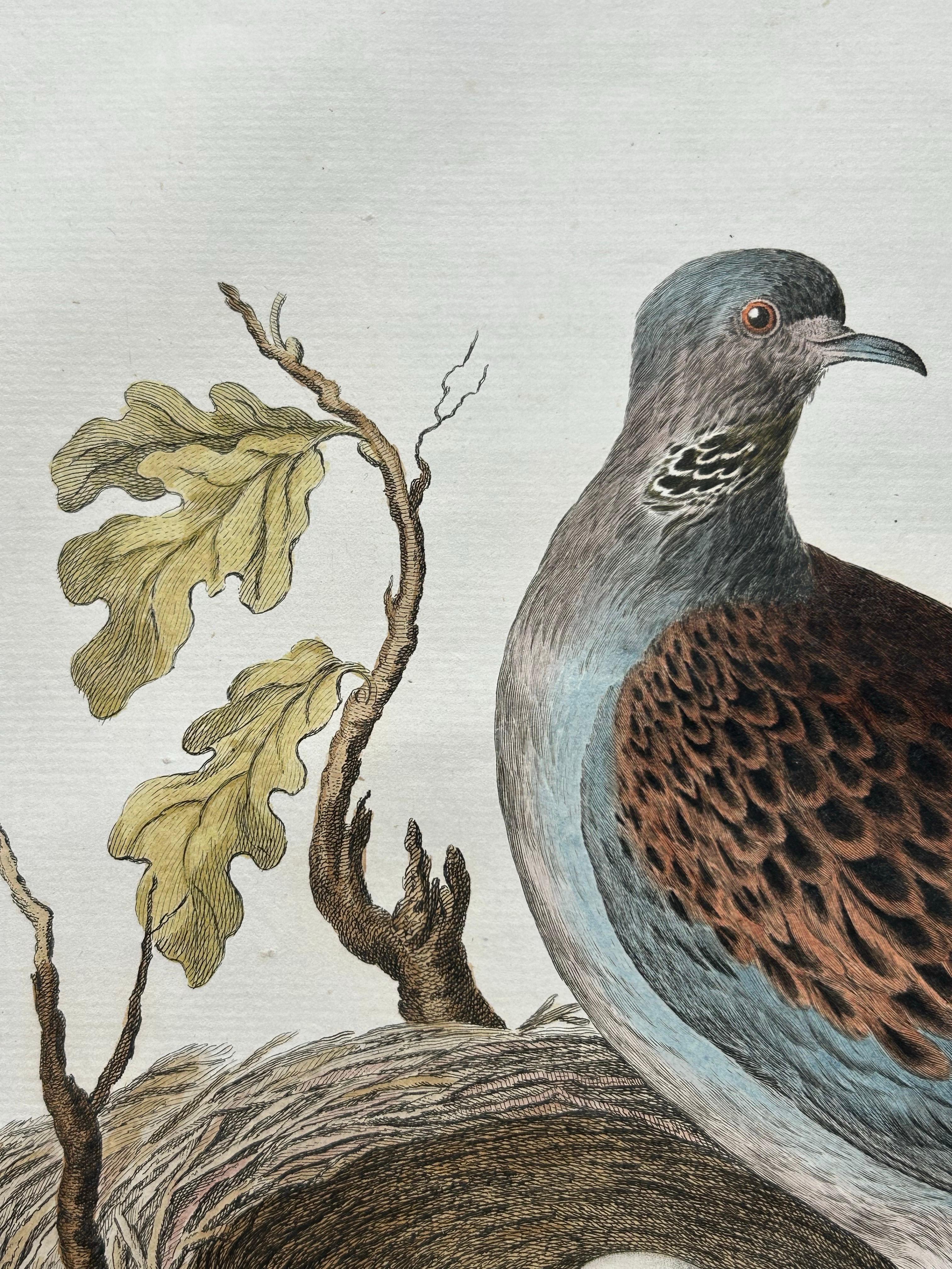turtle dove drawing easy