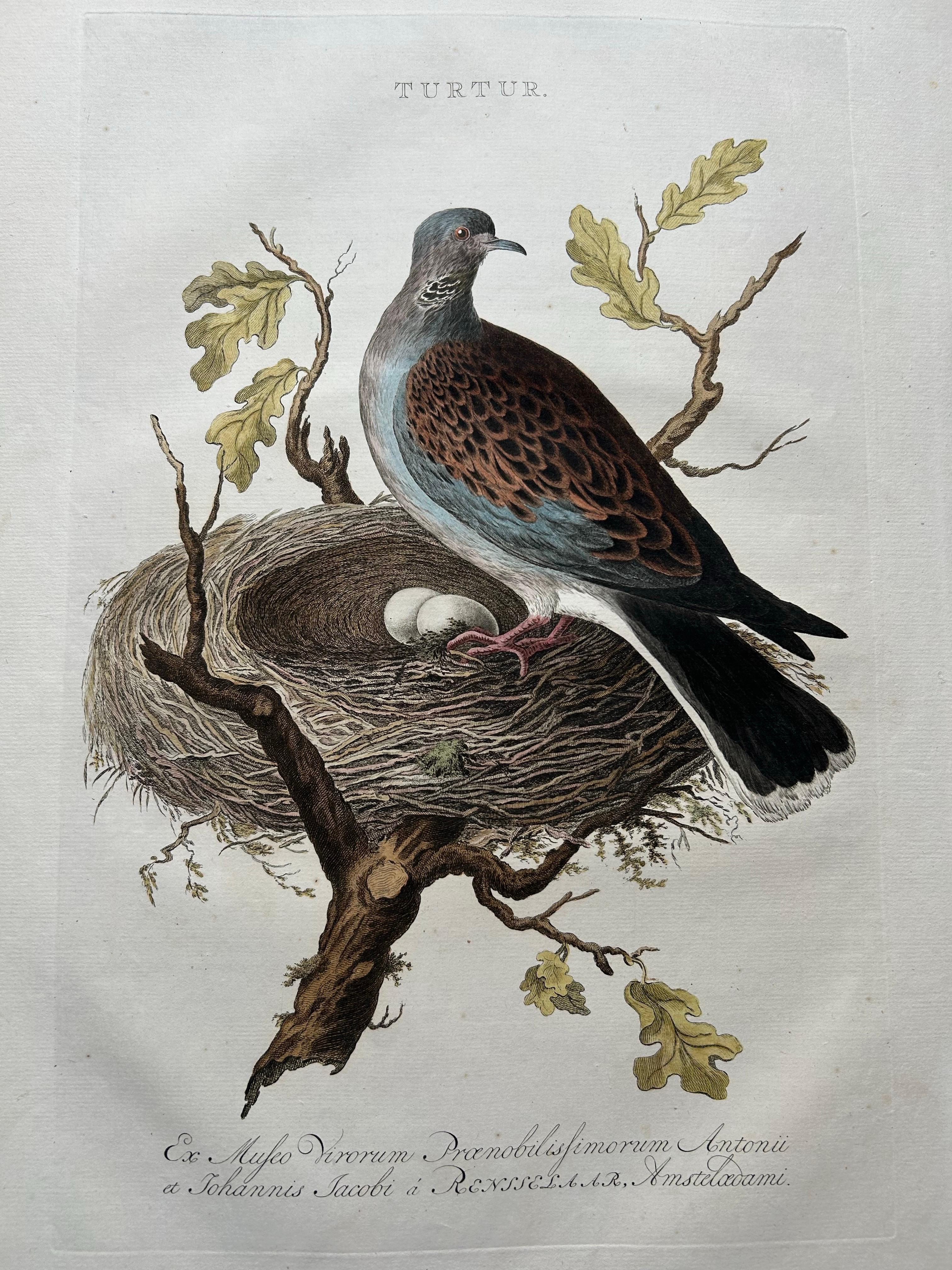 Dutch European Turtle Dove with Nest – Antique Bird Engraving, Nozeman & Sepp 1770 For Sale